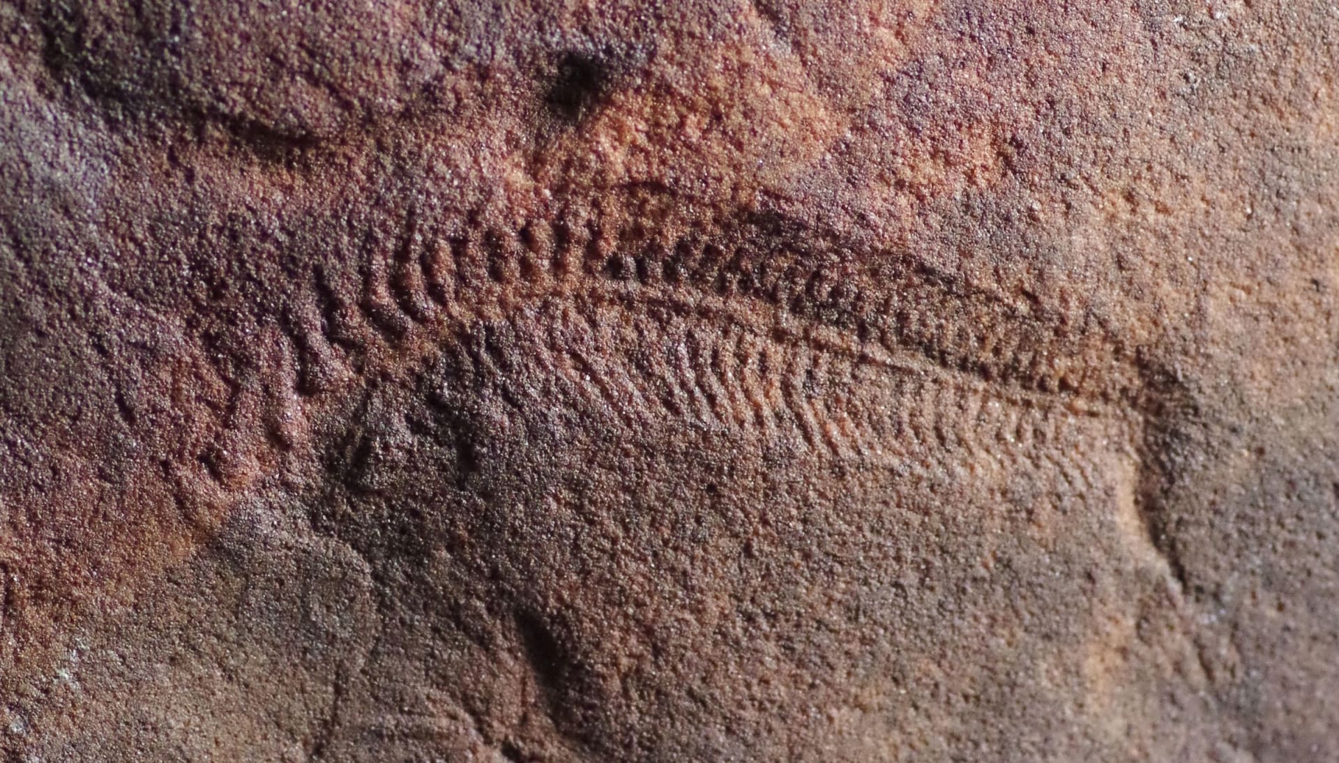 c-1b-spriggina-floundersi-fossil-evans.jpg