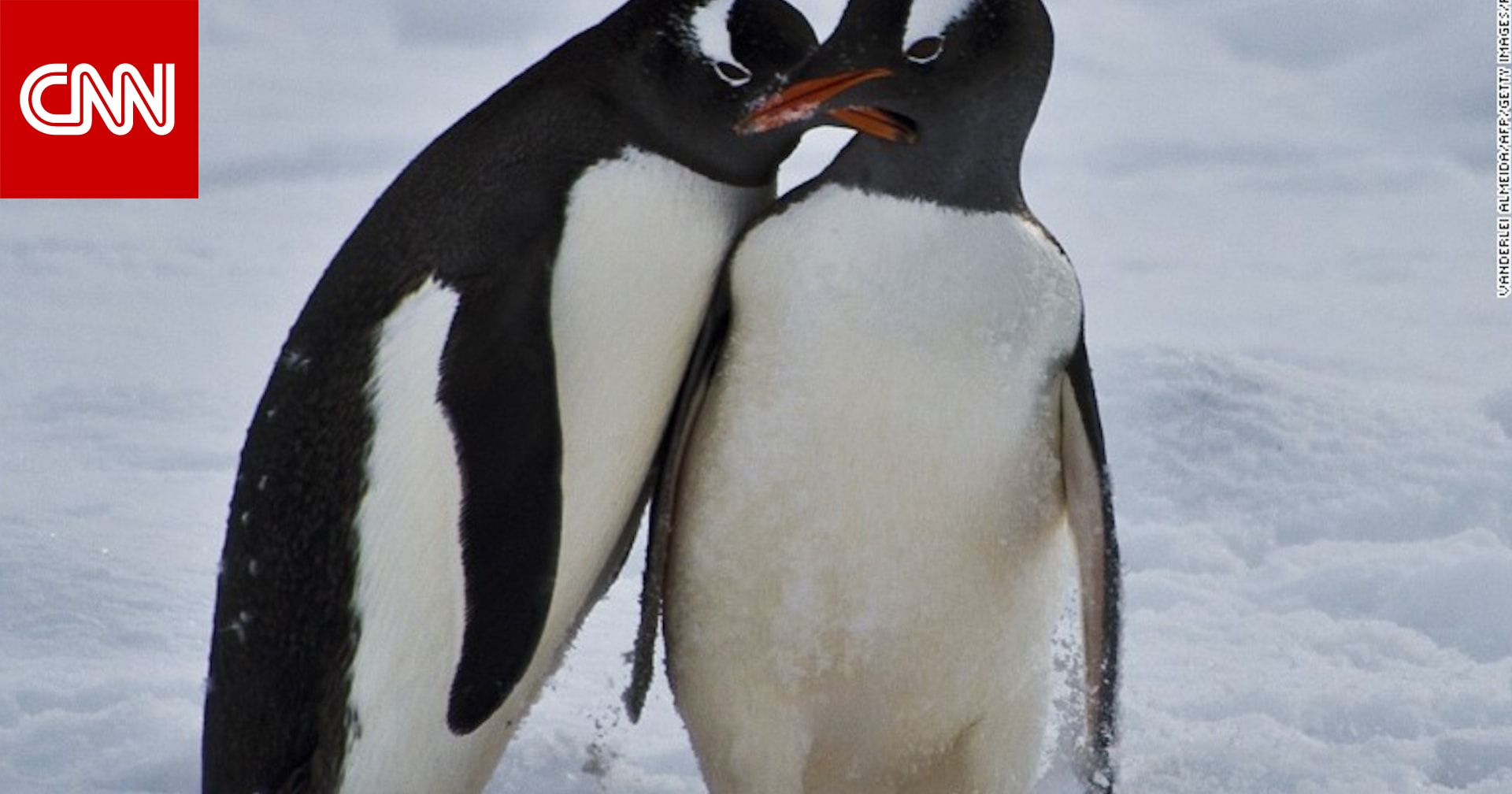 دراسة طيور البطريق نشأت في أستراليا ونيوزيلندا وليس القطب الجنوبي Cnn Arabic