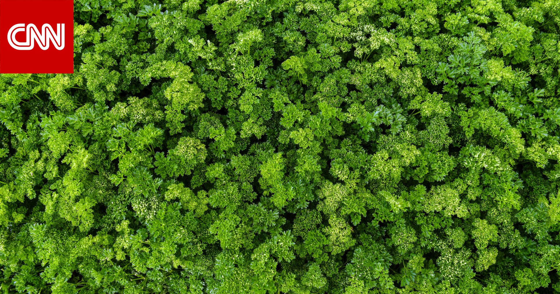 Fact or rumor.. Can parsley boiled treat kidney stones? Archyde