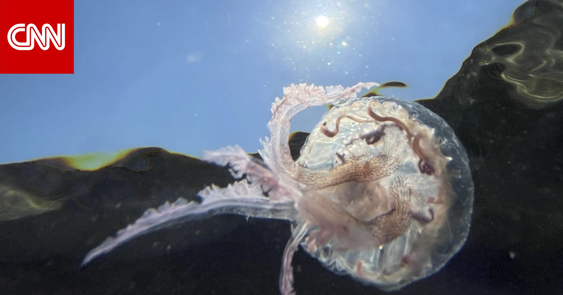 A diver sends a jellyfish to another “dimension” on an action-packed journey