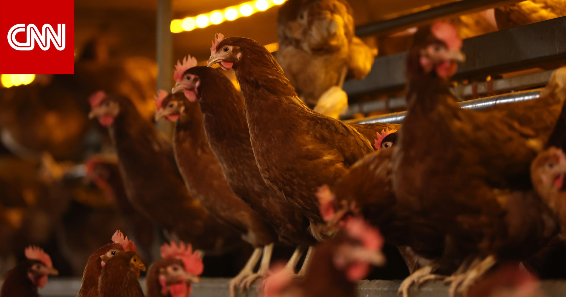 "The New Era of Bird Flu Outbreak and Vaccination in the United States Updates, Risks, and