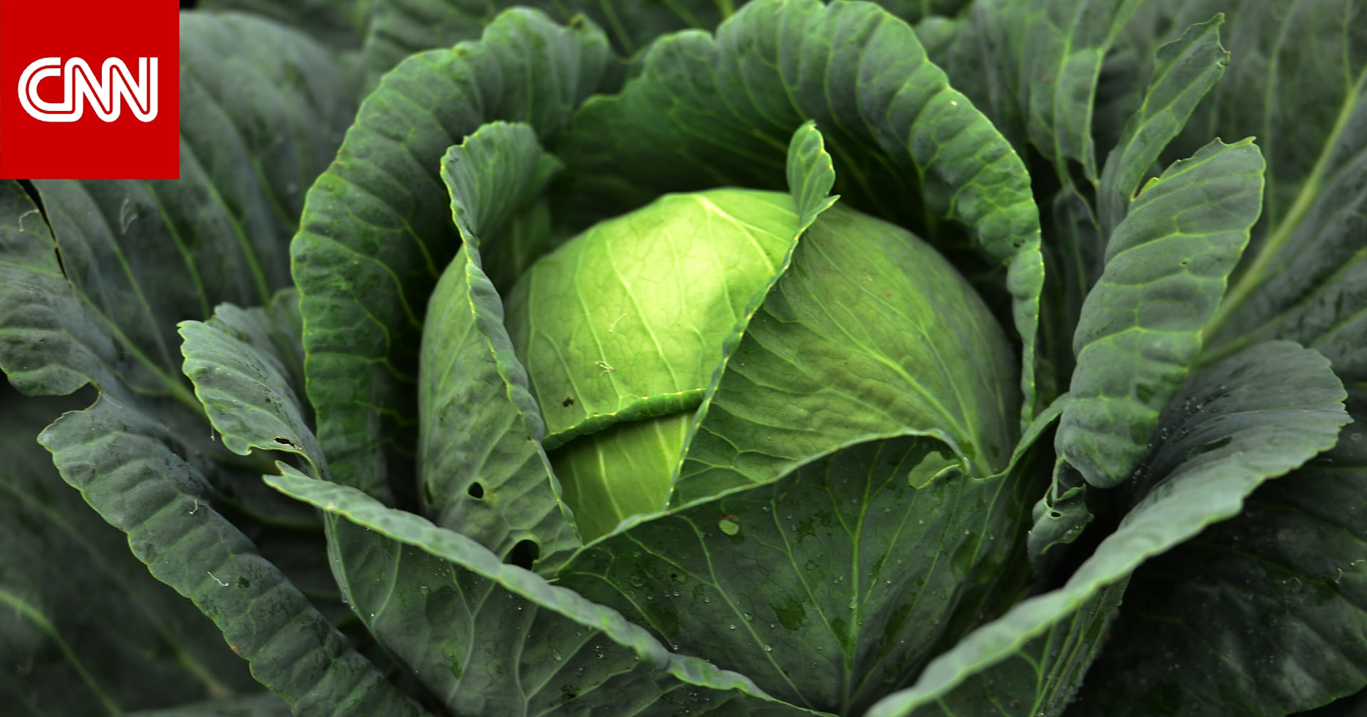 The Ultimate Guide to Cabbage Health Benefits, Shopping, Cooking Tips, and More! Archyde