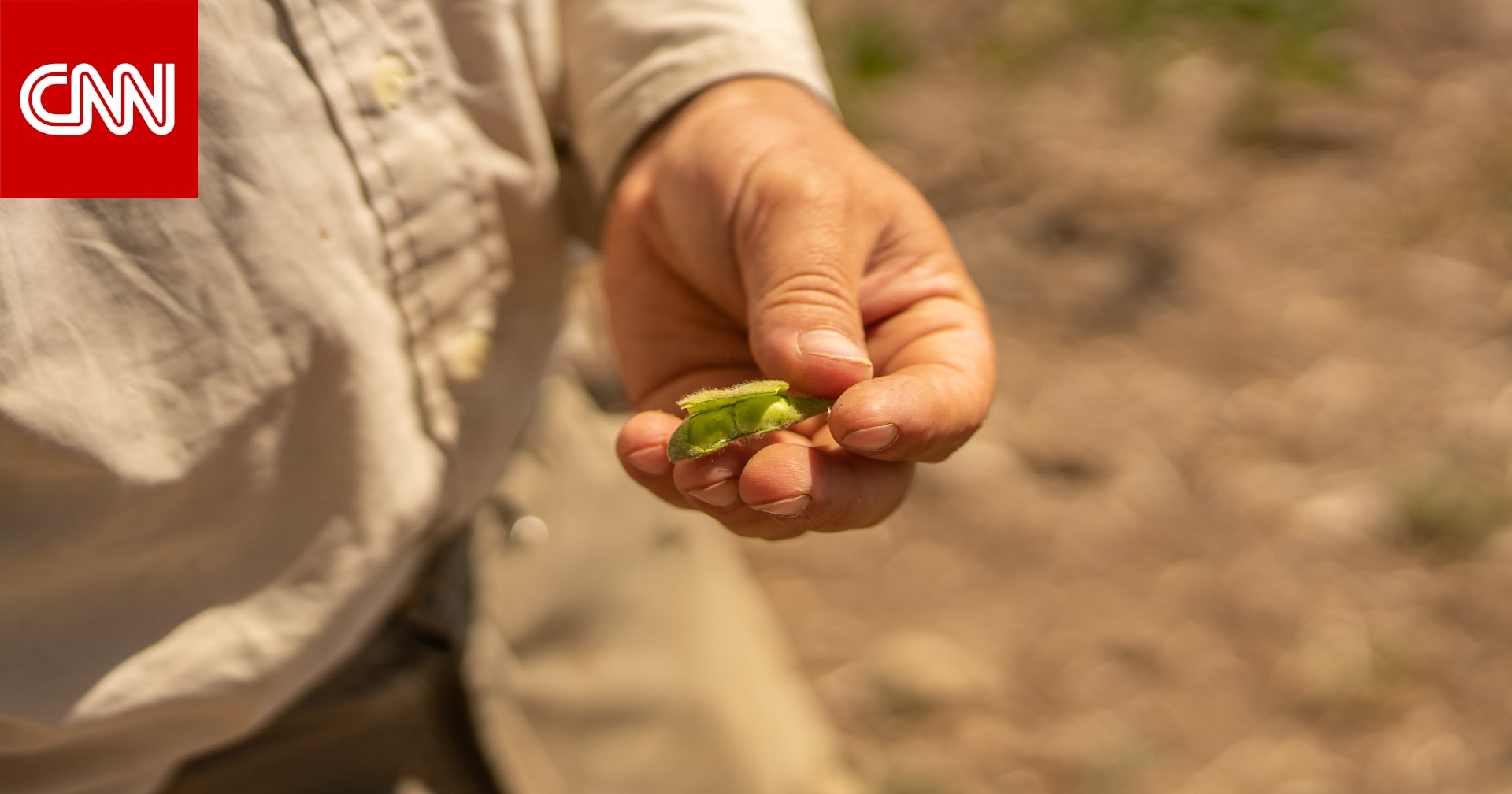 Soybeans…considered a safe alternative to meat?