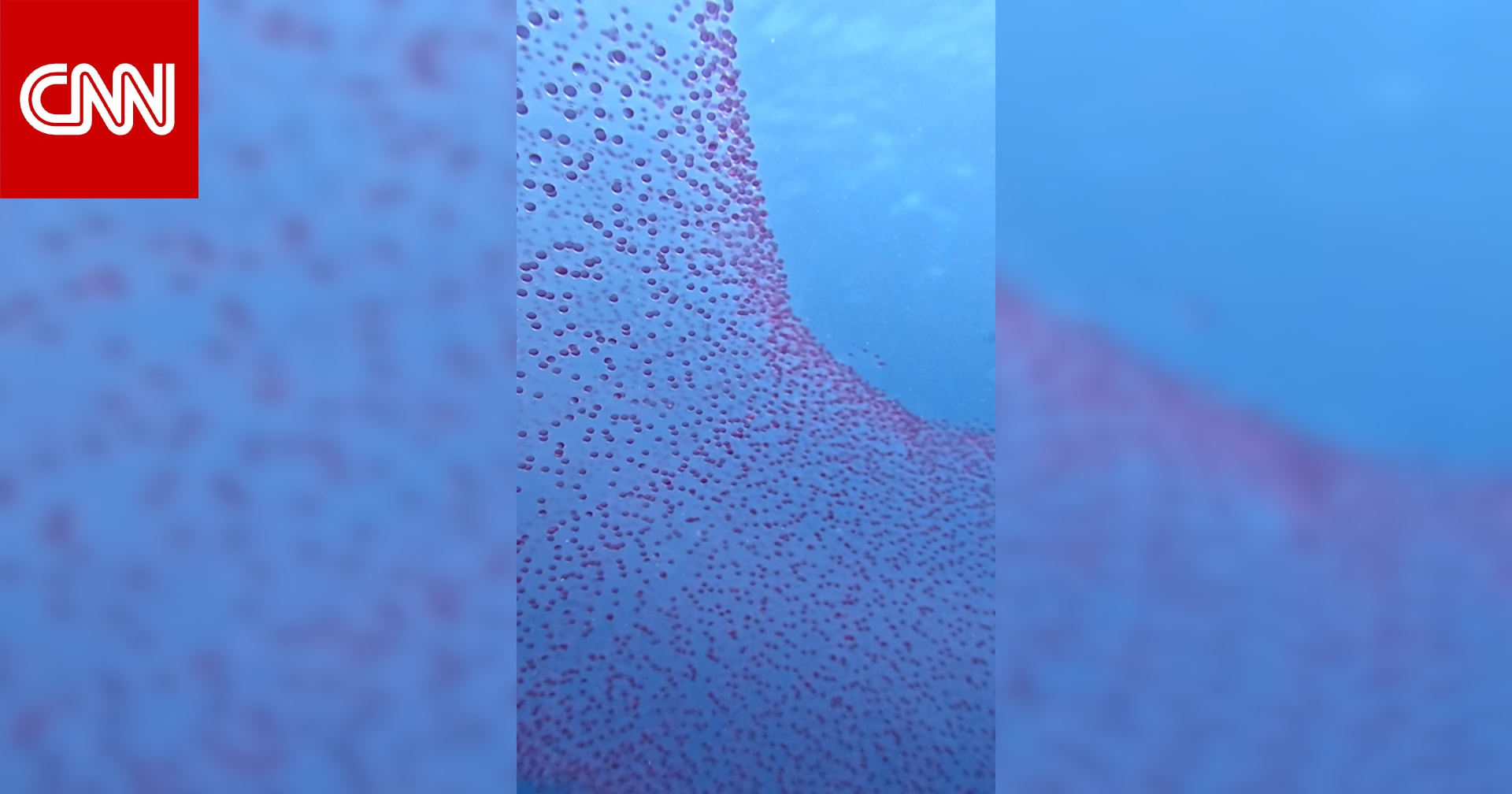 Rare Video Capture of Huge Floating Cluster of Diamond Squid Eggs in