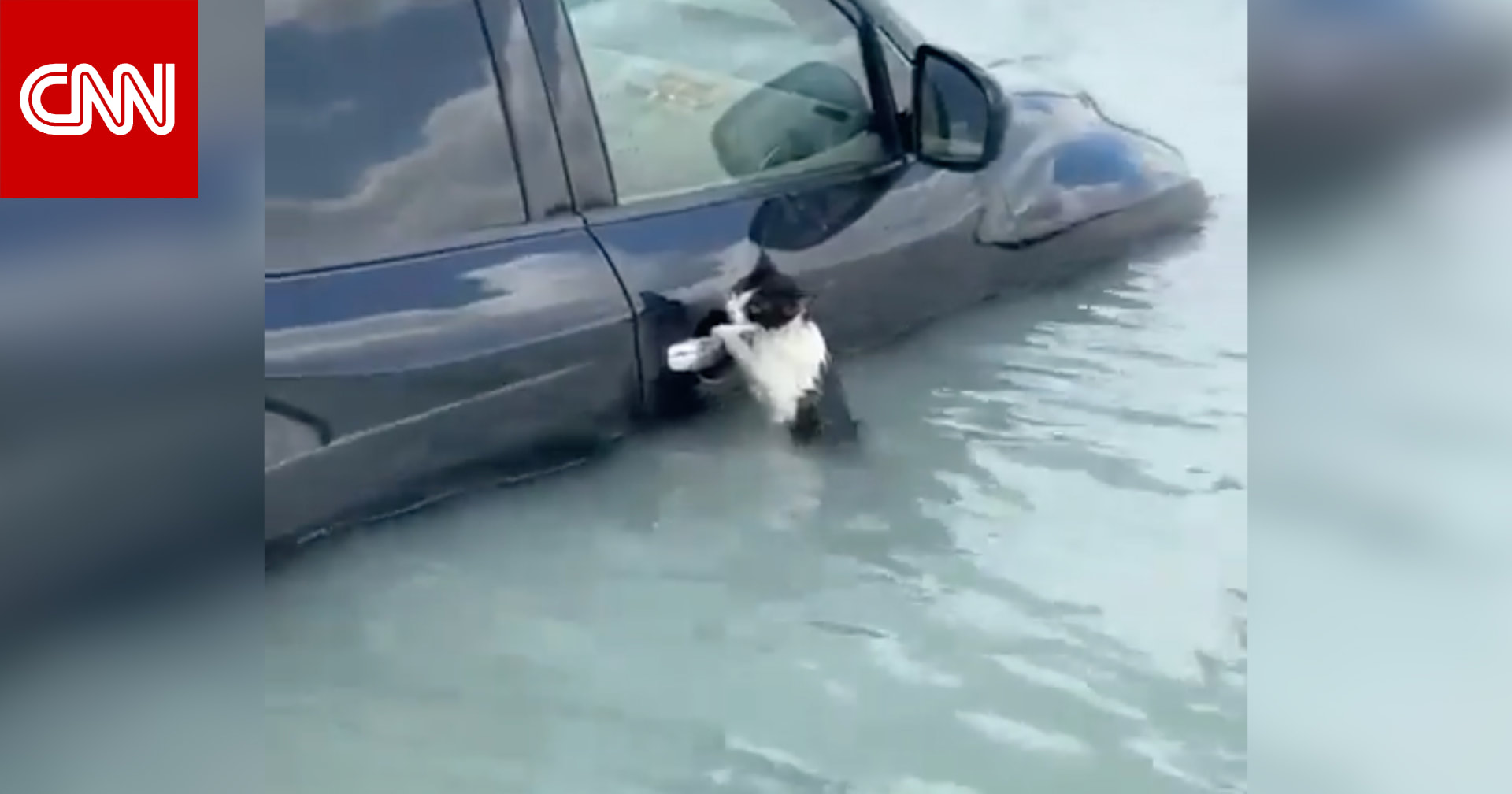 فيديو للحظة إنقاذ قطة عالقة بمياه الأمطار في دبي يثير تفاعلا