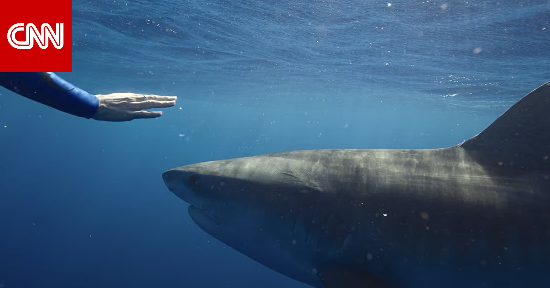 "Shark Whisperer".. وثائقي مثير للجدل عن الهوس بأسماك القرش