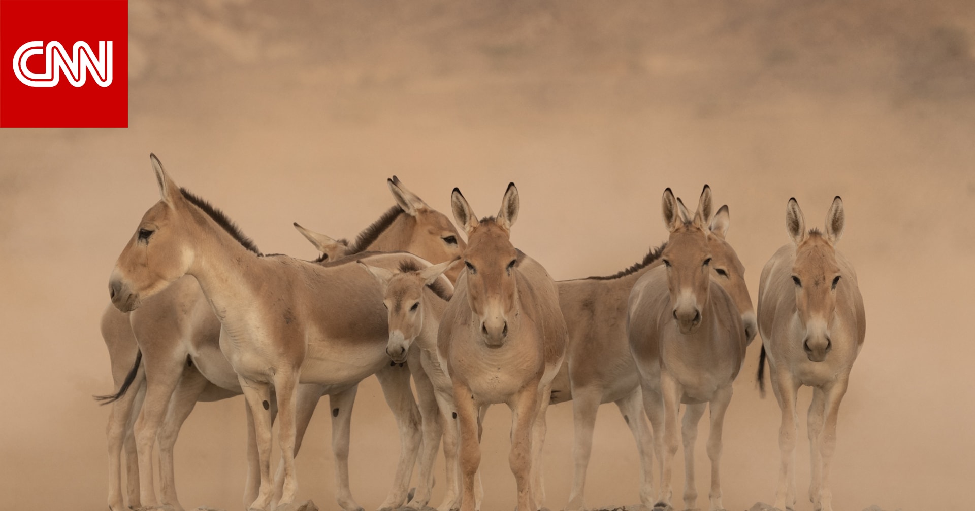 كيف عاد الحمار البري إلى السعودية بعد غياب استمر لأكثر من قرن؟ 