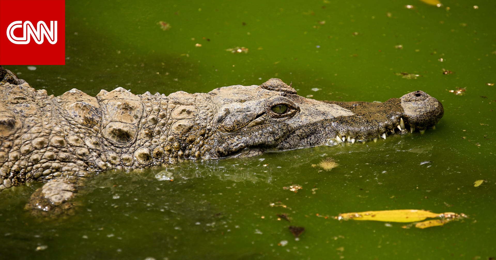 مصر.. تشكيل لجنة "عاجلة" للتحقق من "رصد" تماسيح بمحافظة الشرقية 