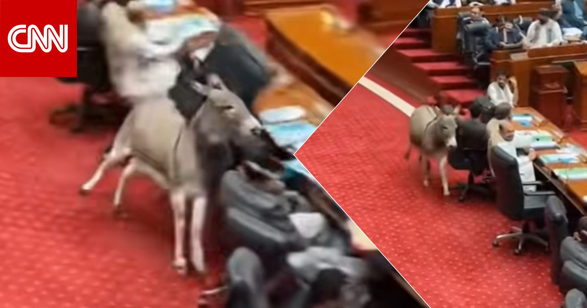 "حمار يقتحم قاعة البرلمان في باكستان".. هذه حقيقة الفيديو المتداول