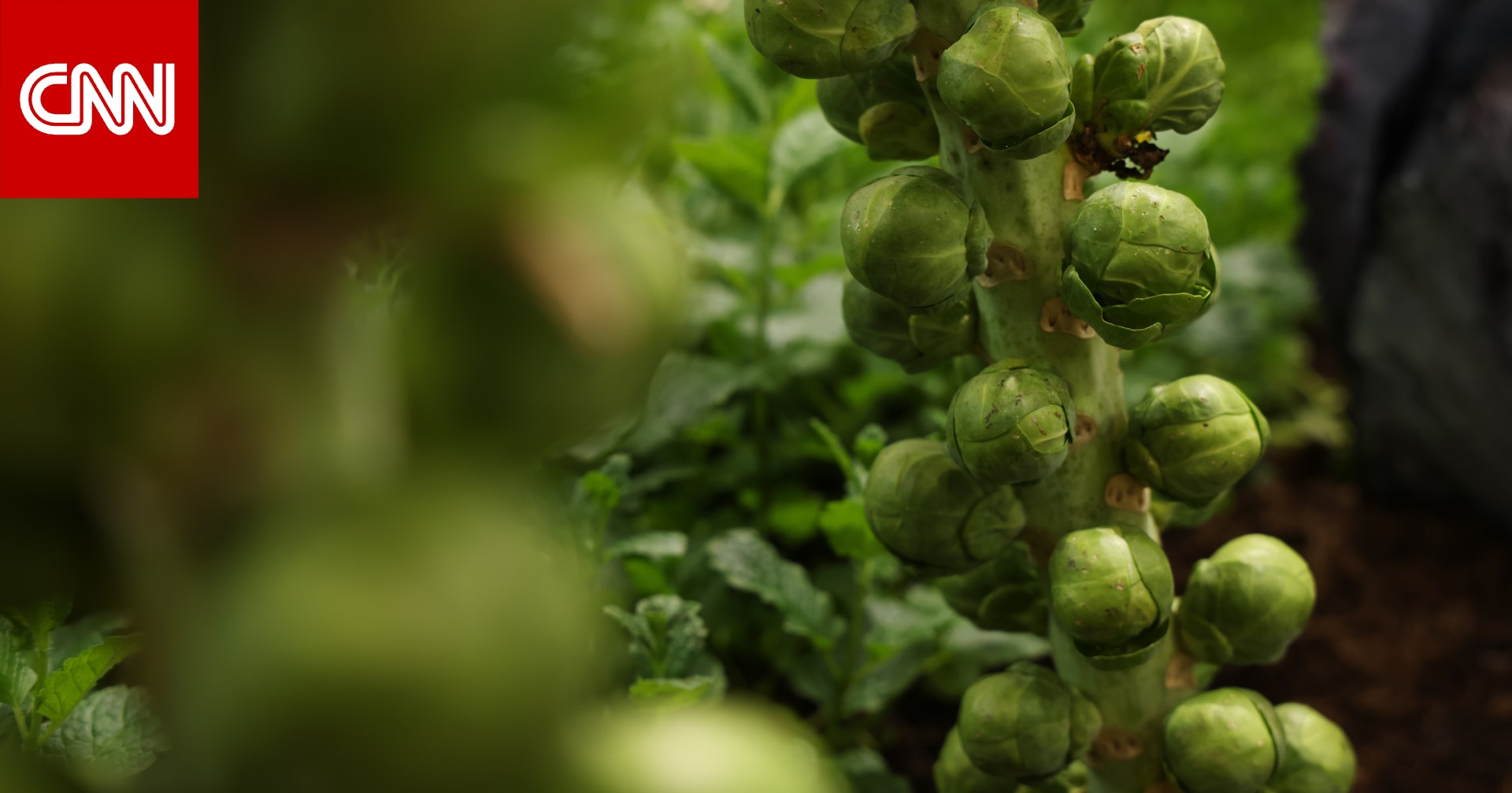 يُشبه الملفوف.. كيف يساعد كرنب بروكسل في الوقاية من الأمراض؟ 