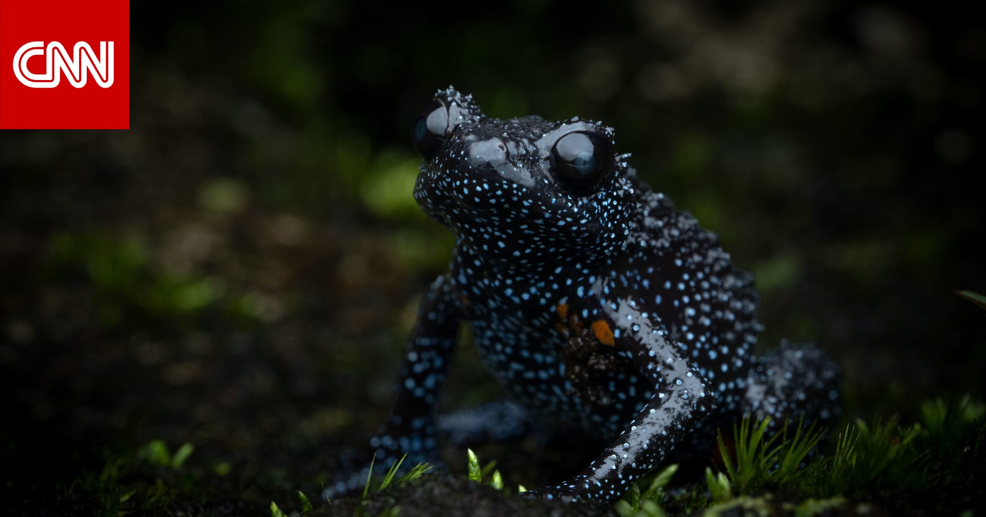 واحدة من أكثر البرمائيات إبهاراً في العالم أصبحت مهددة بسبب رحلات التصوير غير الخاضعة للتنظيم 