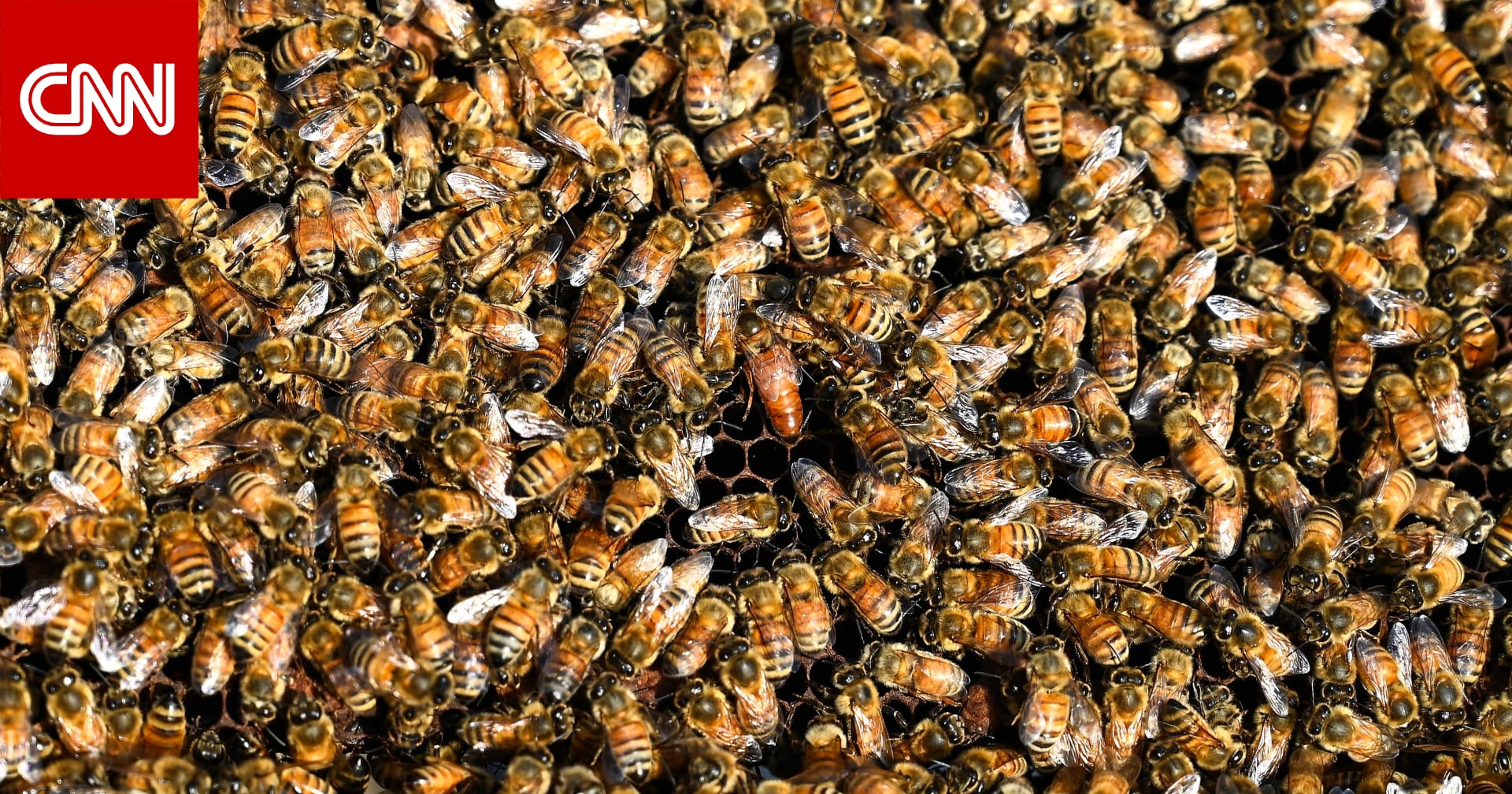 مصر: مقبرة غارقة في العسل تثير دهشة أهالي قرية بالمنوفية.. وصاحبها يوضح السبب