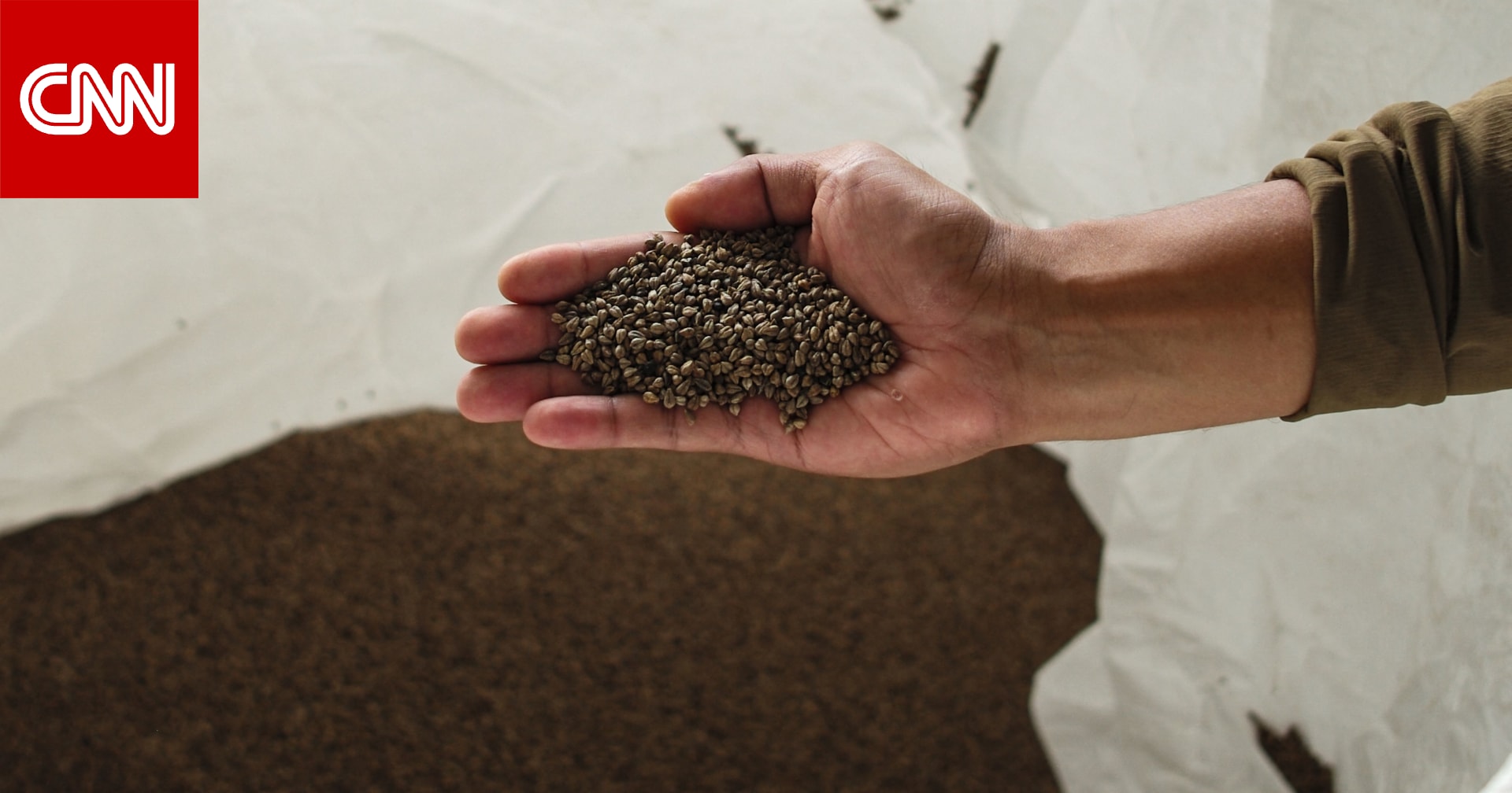 خيار ممتاز للبروتين.. كيف يمكن أن تحميك الحنطة السوداء من السرطان؟ 