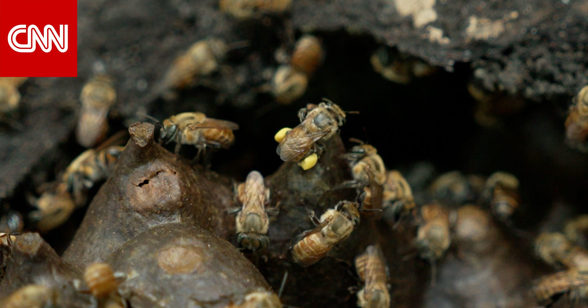 نحو 600 نوع من النحل غير اللاسع.. تعرف إلى فوائده لصحة البشر والكوكب