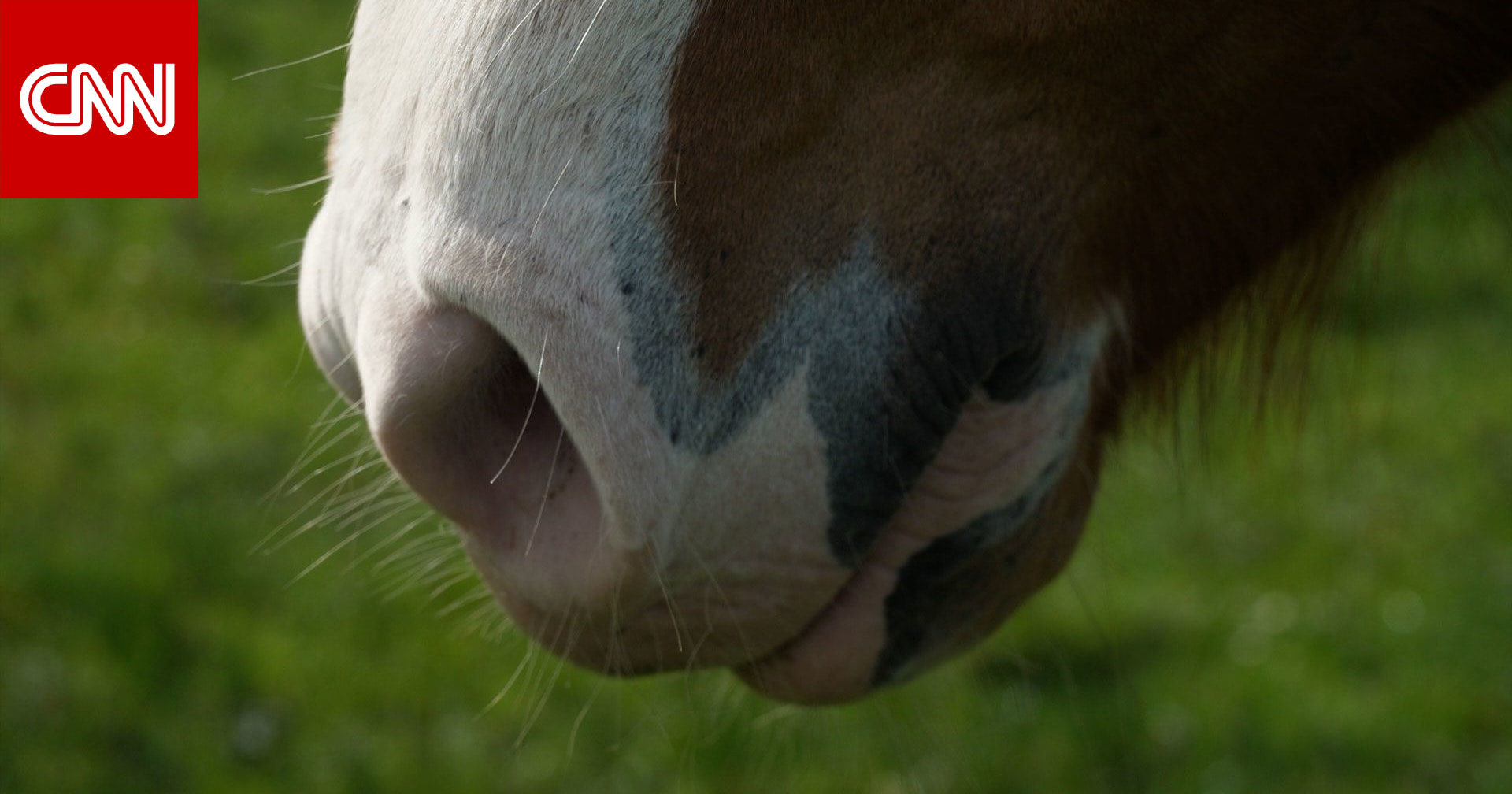 دراسة: الخيول قادرة على استشعار خوف البشر عبر الشم 