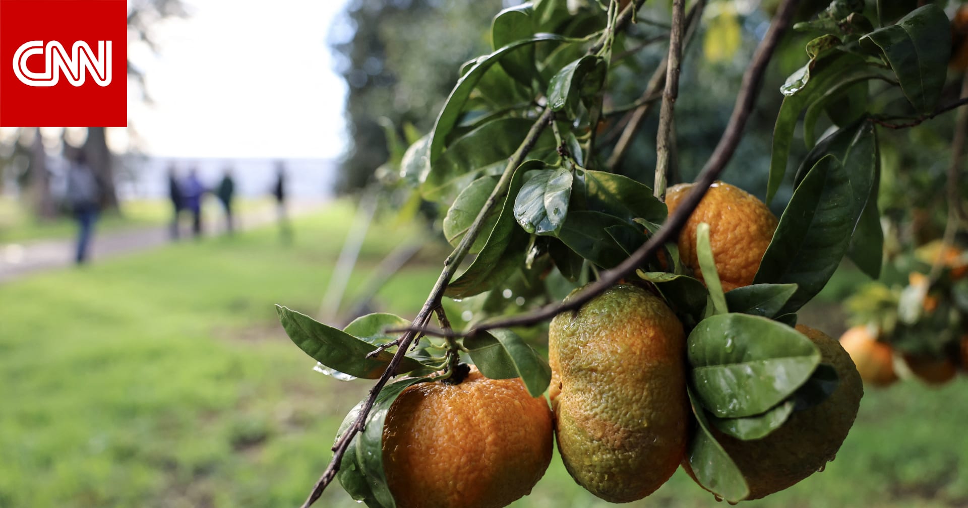 بعيدًا عن دورها في ترطيب الجسم.. لماذا يجب تناول الحمضيات؟ 