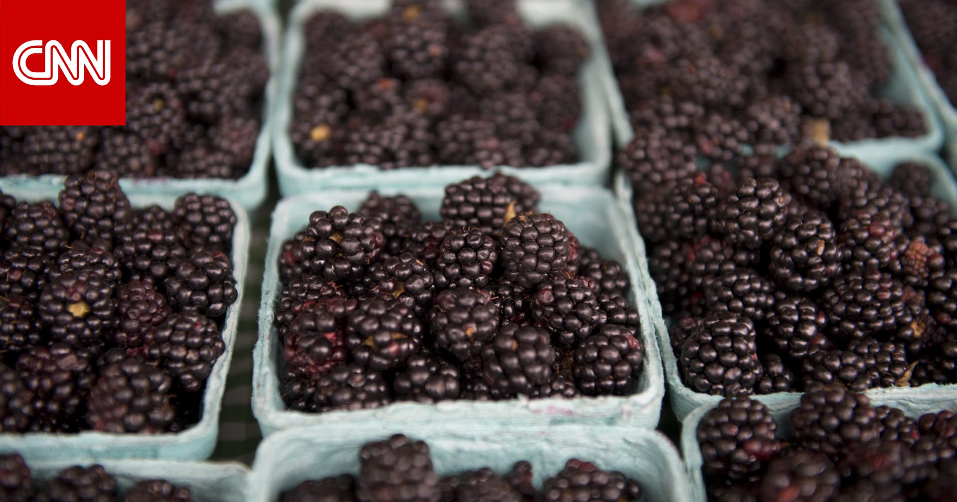 يمتاز بنكهة فريدة وقيمة غذائية عالية تجعله خيارًا مُفضّلًا لدى الكثيرين.. أبرز فوائد توت العليق الأسود ولماذا يُعتبر كنزًا غذائيًا؟ 