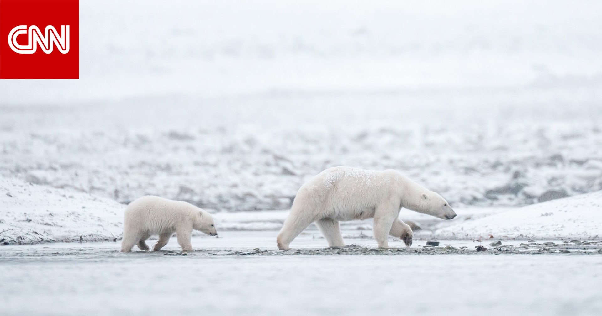 رغم ذوبان الجليد البحري.. دببة القطب الشمالي في النرويج تزداد بدانة وصحة 