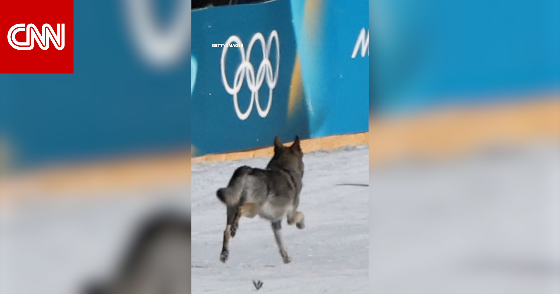 لحظة غير متوقعة.. كلب ينضم إلى سباق سيدات خلال الألعاب الأولمبية الشتوية