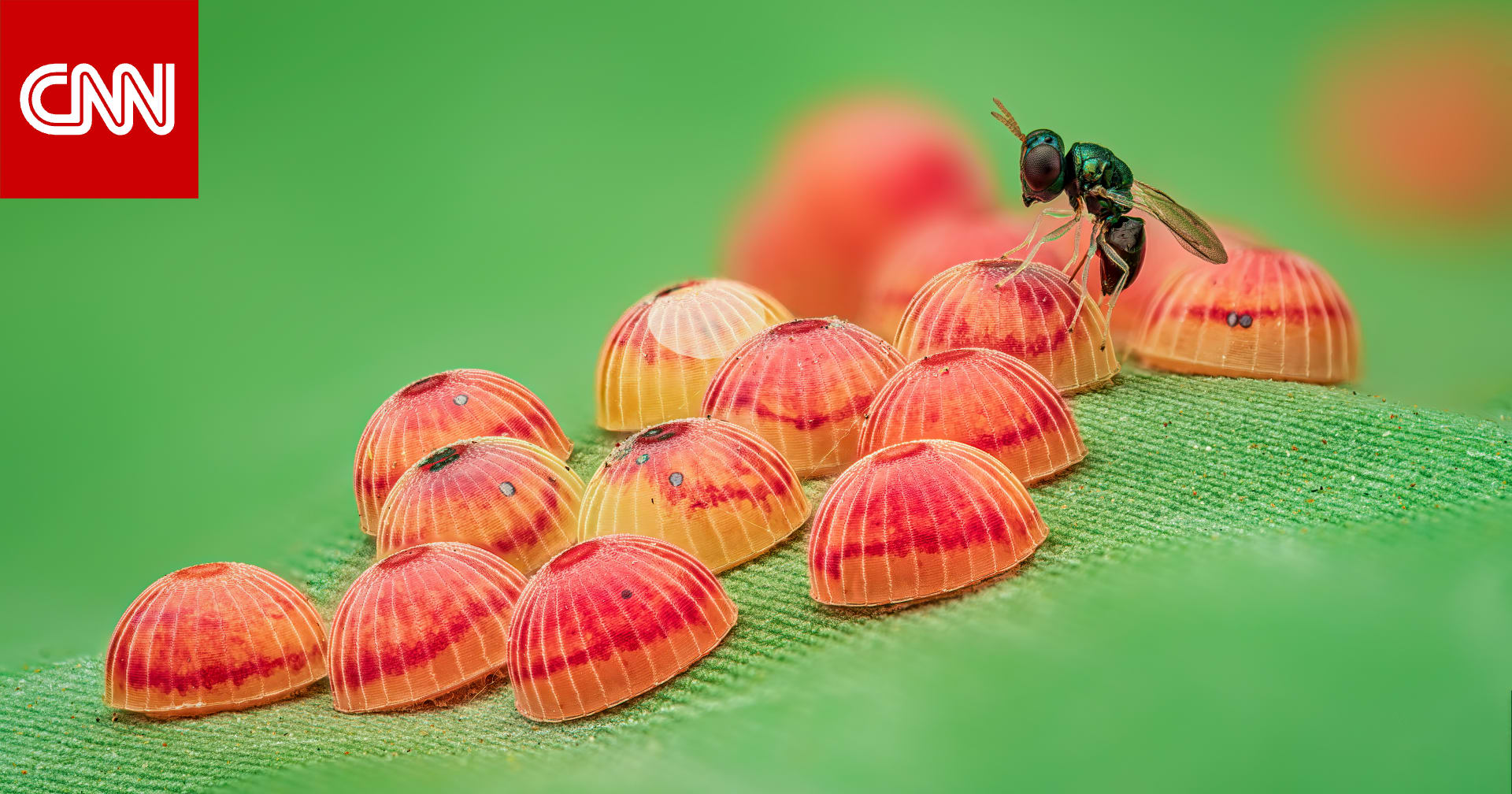 بيوض فراشات تبدو كقطع حلوى على ورقة موز ودبور يستخدمها كمضيف لنسله في مدينة بنغالور بالهند