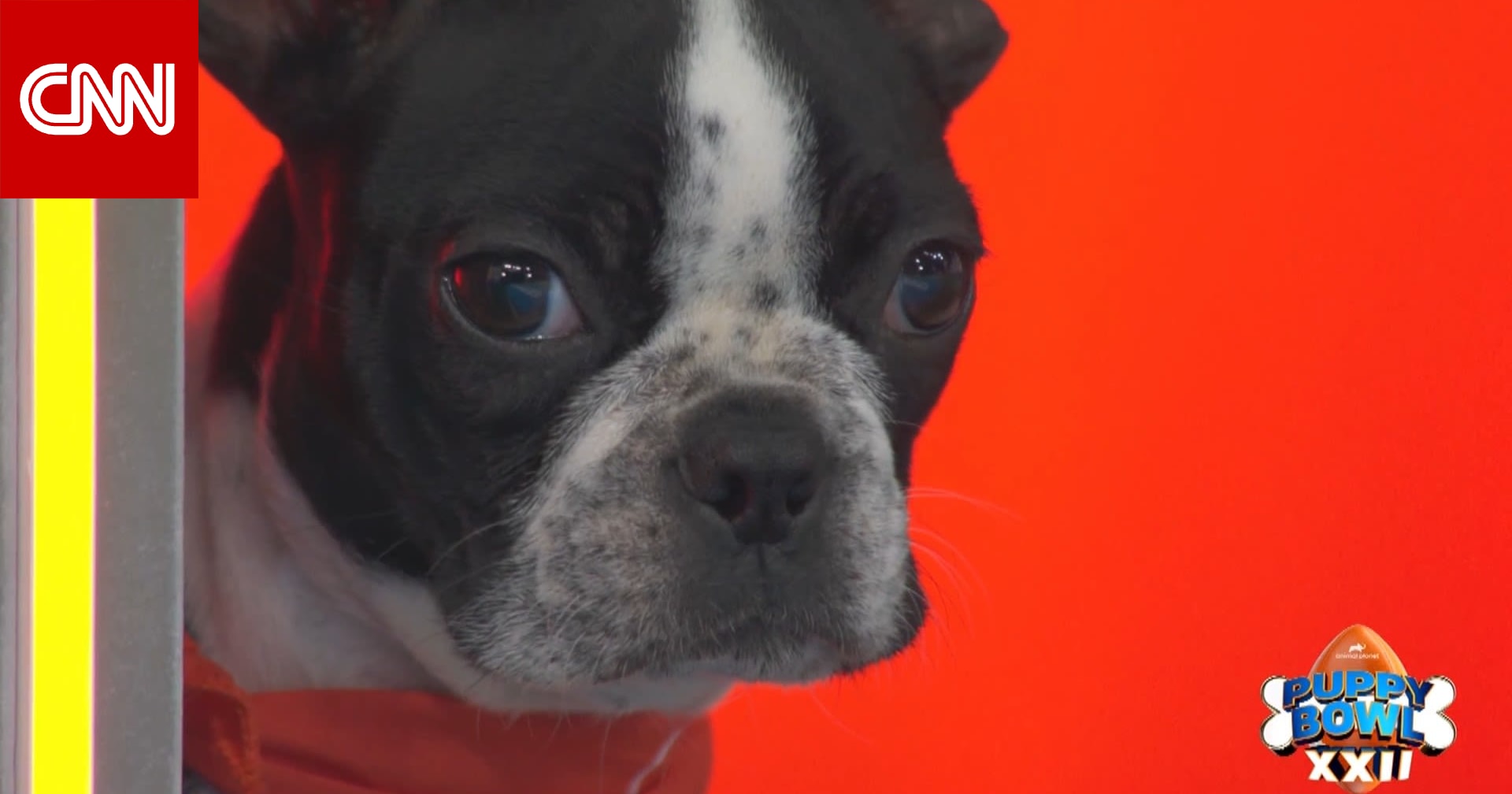 أطعمة الكلاب تحتوي على مستويات خطرة من المعادن الثقيلة 