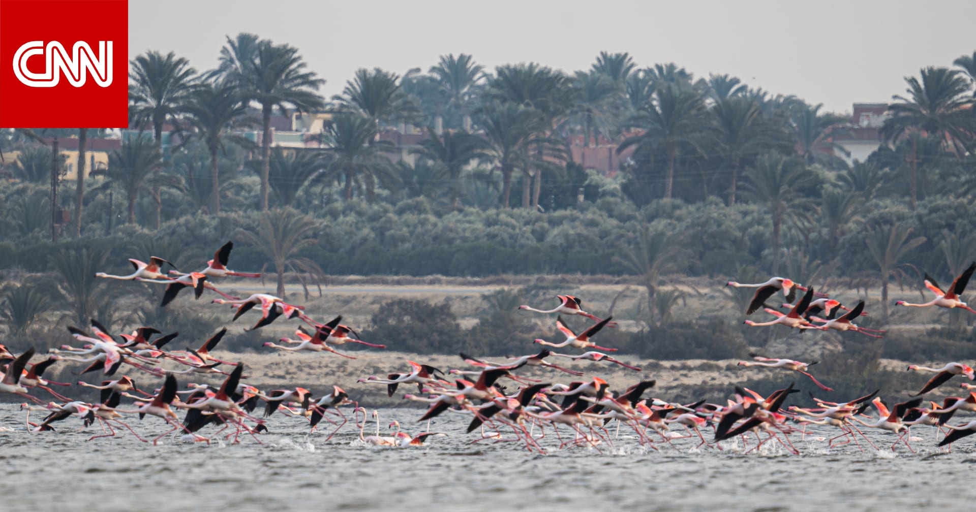 "وجه آخر لمصر غني بالطبيعة والحركة بعيدّا عن الصحراء والآثار".. مصور يوثق مشاهد حالمة لطيور الفلامنجو في بحيرة قارون 