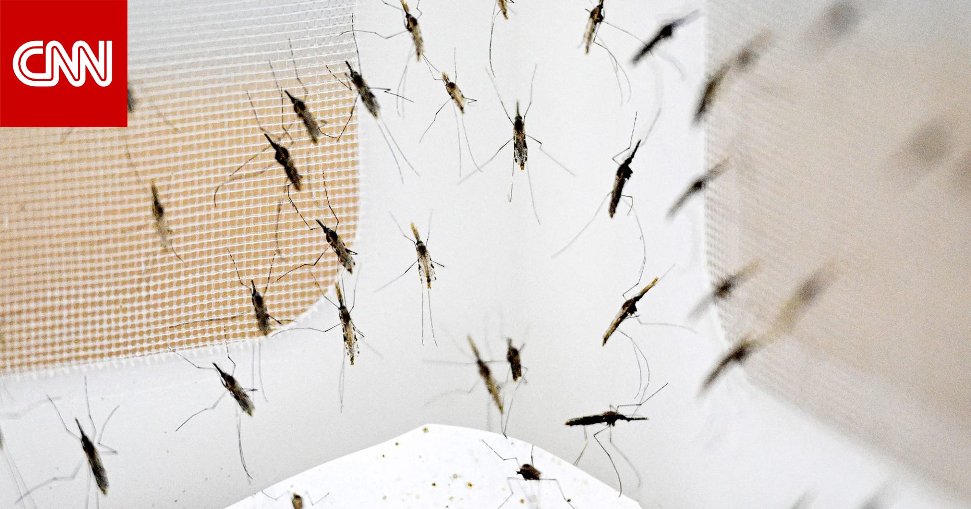 لدغ البعوض للبشر..متى بدأ وفي أي منطقة؟ 