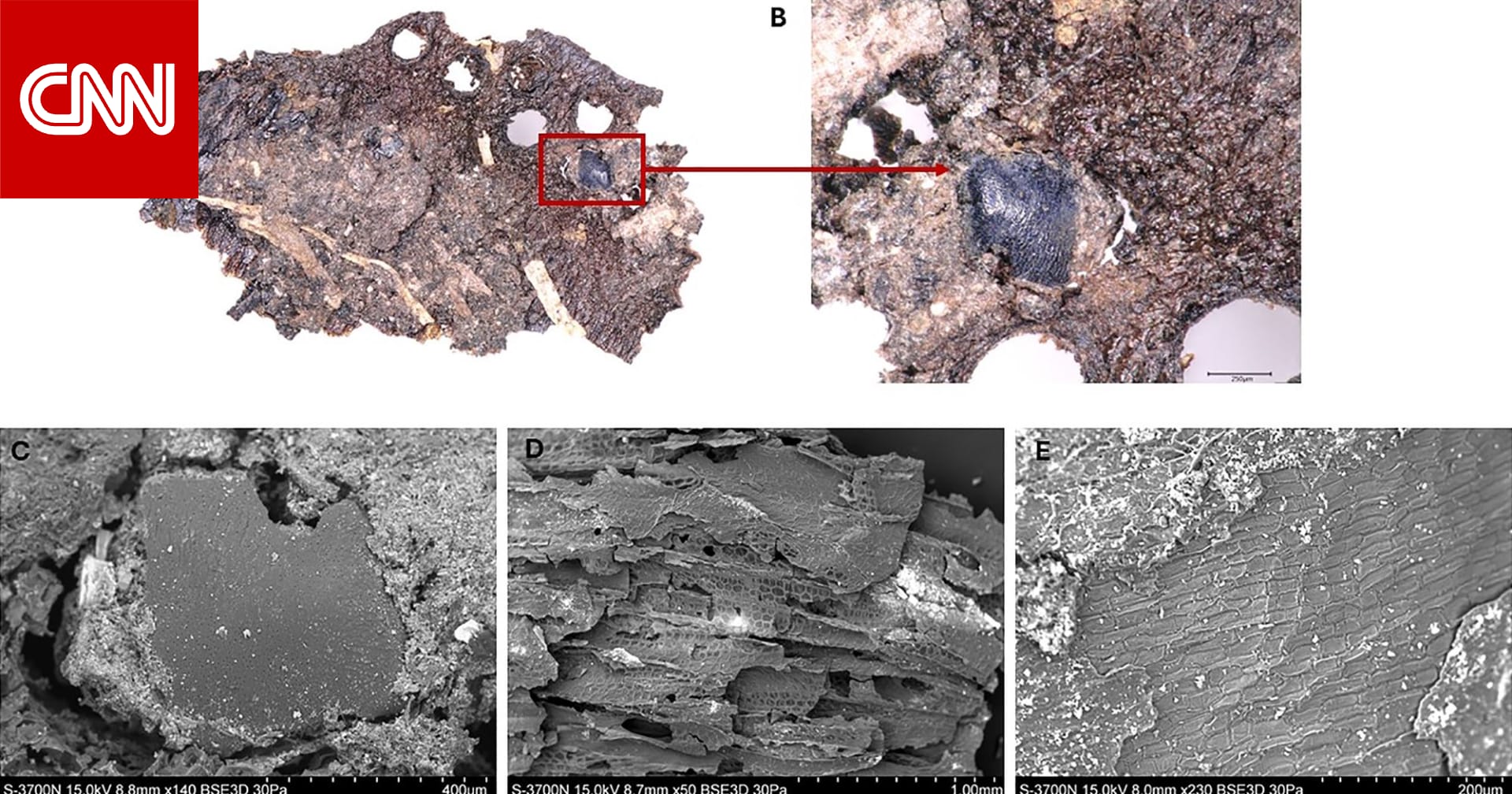 ماذا كان يُقدّم على قوائم طعام طهاة العصر الحجري؟ النتائج قد تبدو مُفاجئة 