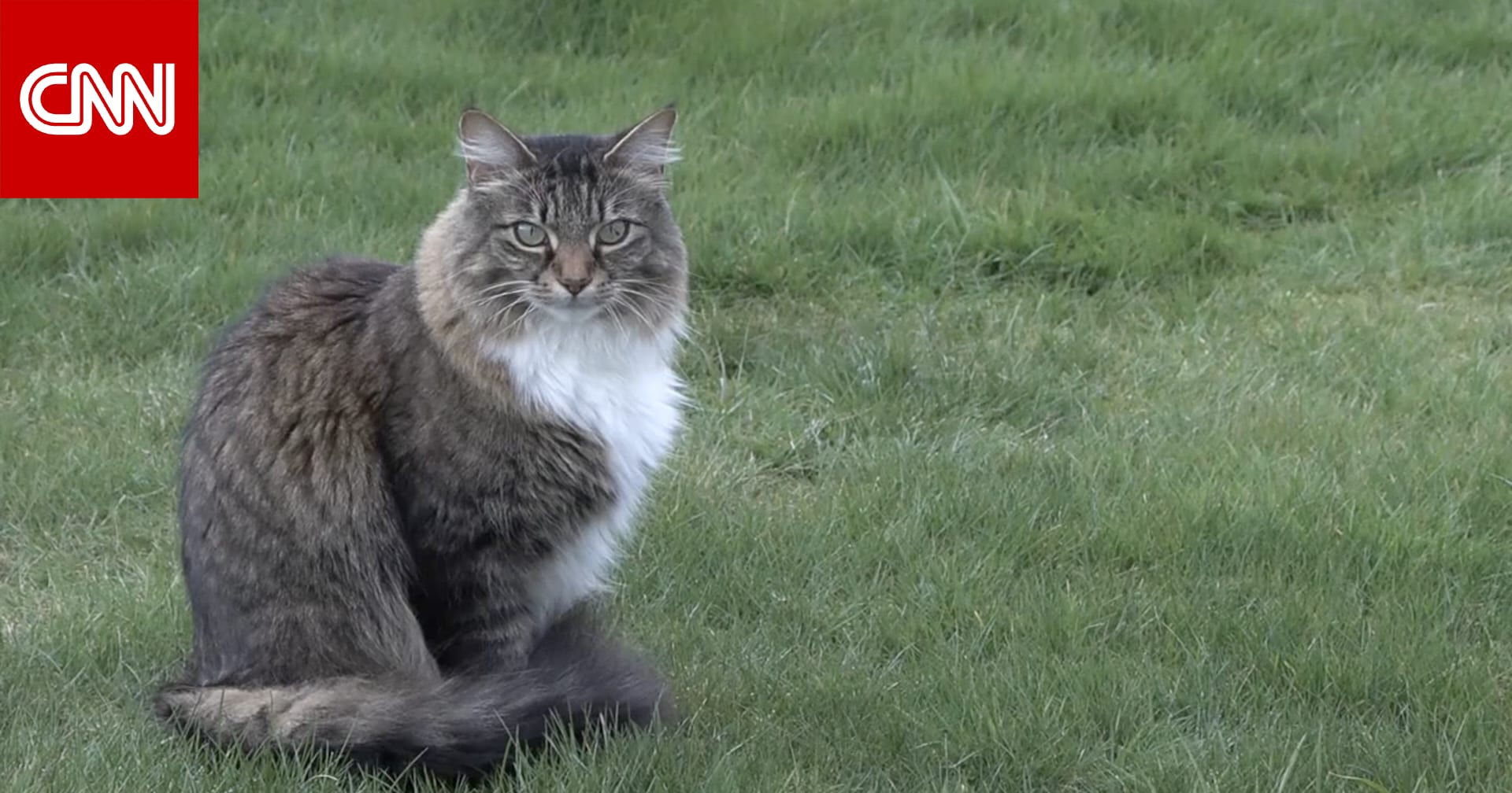 قط ظريف يعبر حدود دولتين يوميًا بلا اكتراث للقوانين الدولية