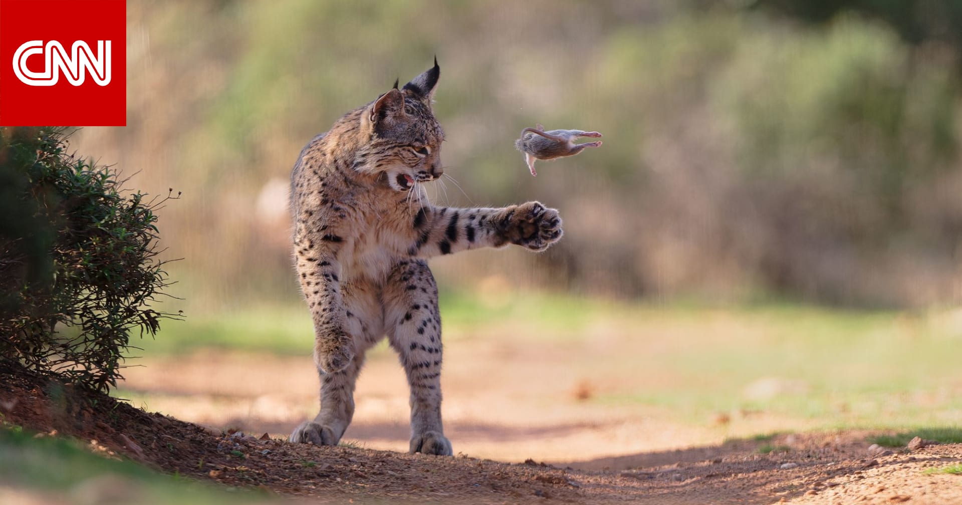 صورة وشق يلعب بفريسته تفوز بجائزة اختيار الجمهور بمسابقة مصور الحياة البرية لعام 2026 