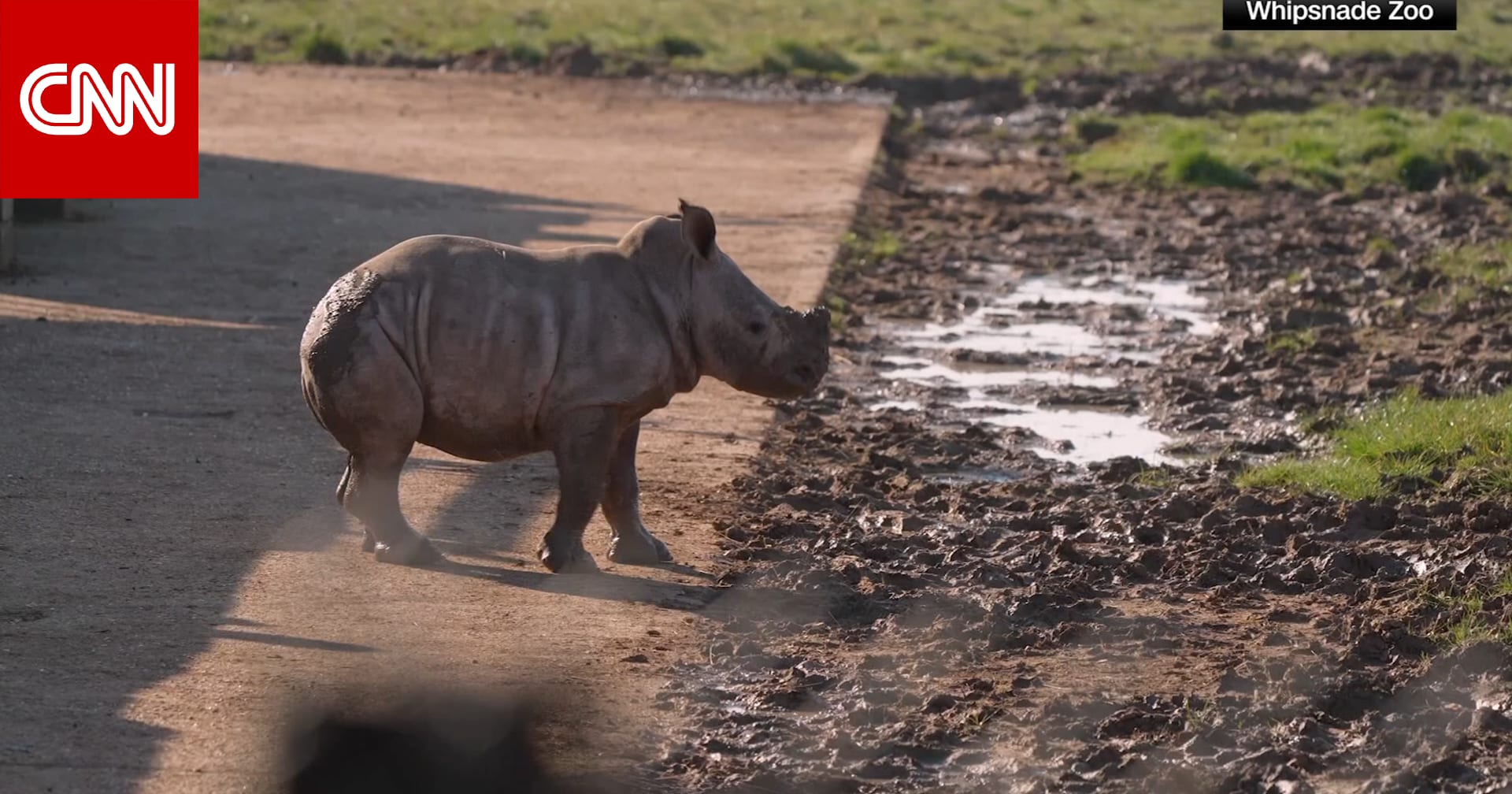 خطوات أولى في الطبيعة.. صغار وحيد القرن والزرافة في مغامرة بالهواء الطلق