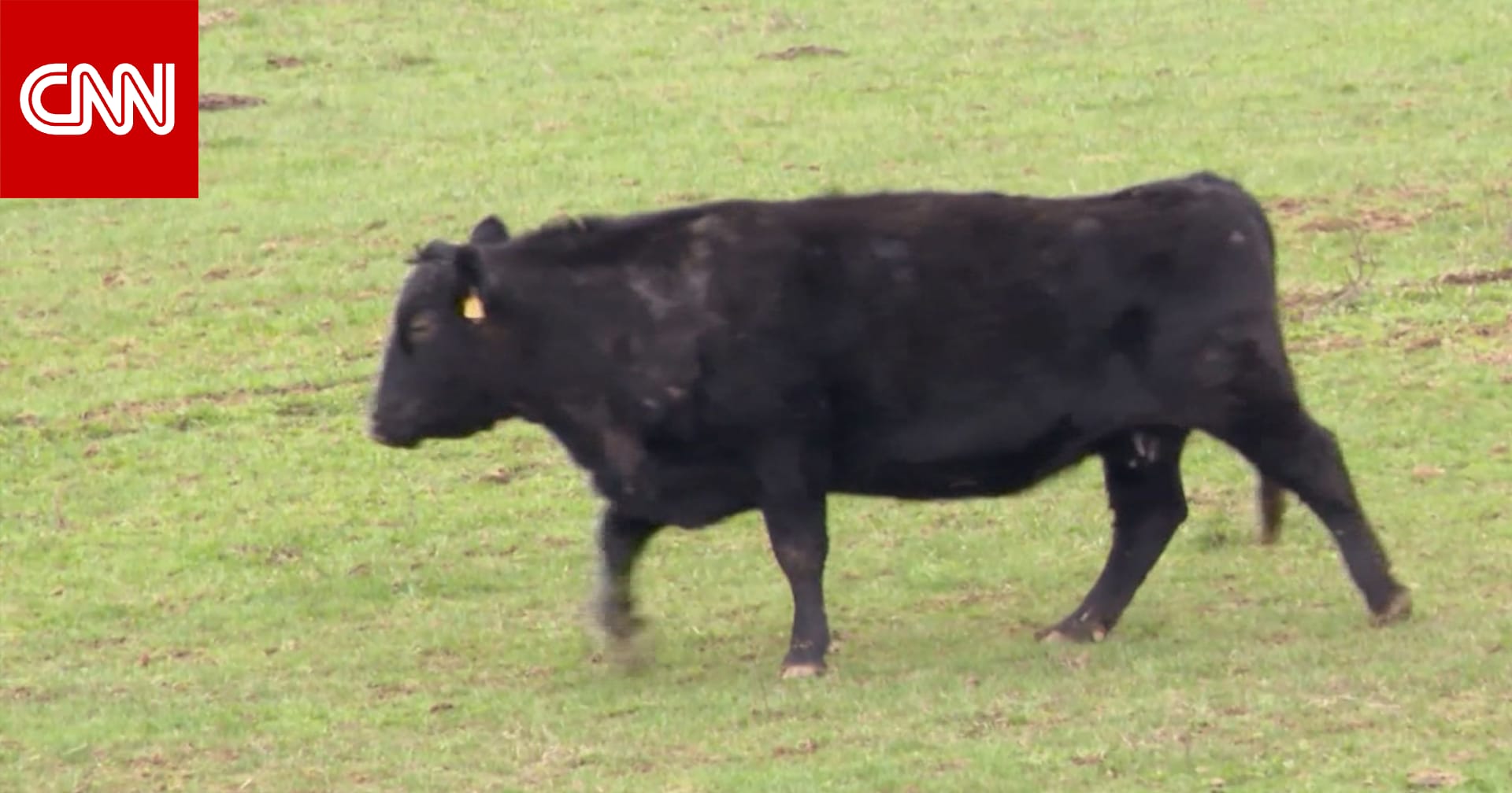 عائلة مزارعين من كنتاكي ترفض عرضًا بقيمة 26 مليون دولار من شركة ذكاء اصطناعي لشراء جزء من أرضها الزراعية وتحويله إلى مركز بيانات