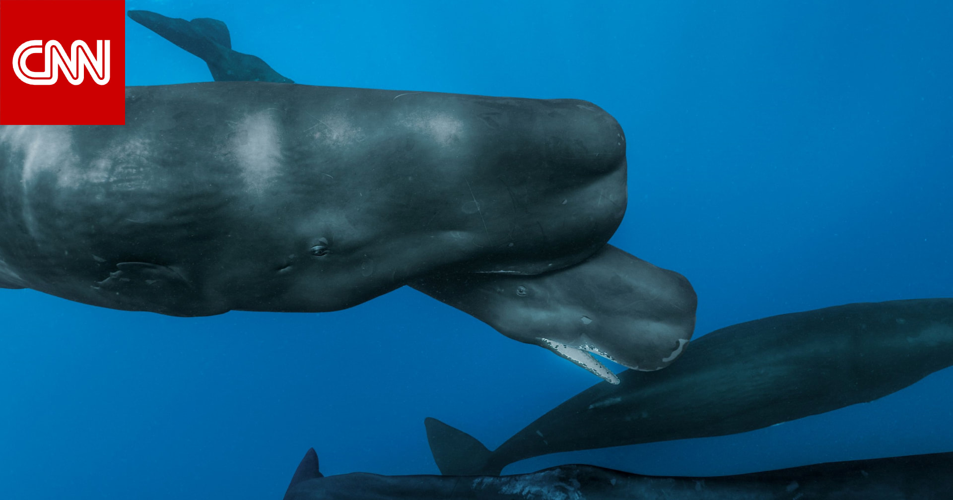 عملية ولادة بمنتصف البحر..هكذا رصد علماء خروج حوت من أحشاء أمه 