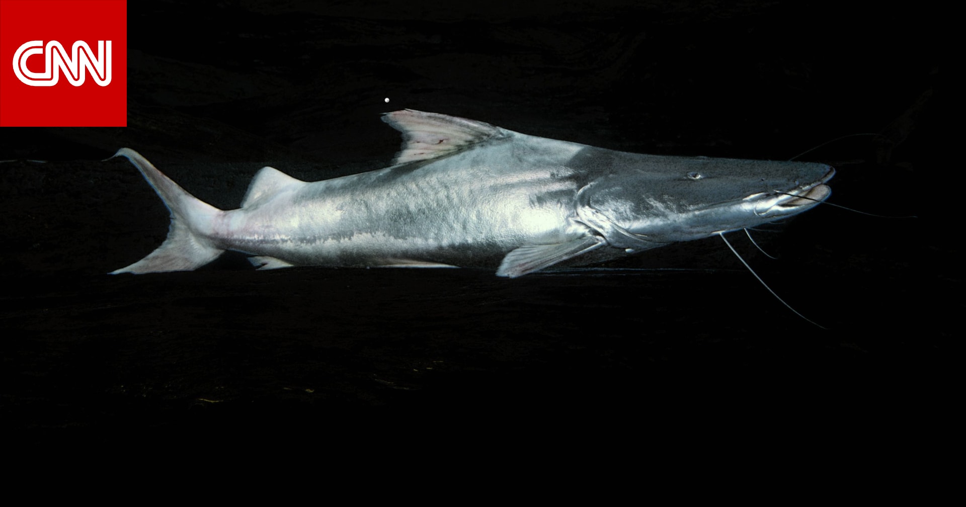 أطول هجرة في المياه العذبة.. كيف تسعى دول الأمازون لإنقاذ هذه السمكة؟ 