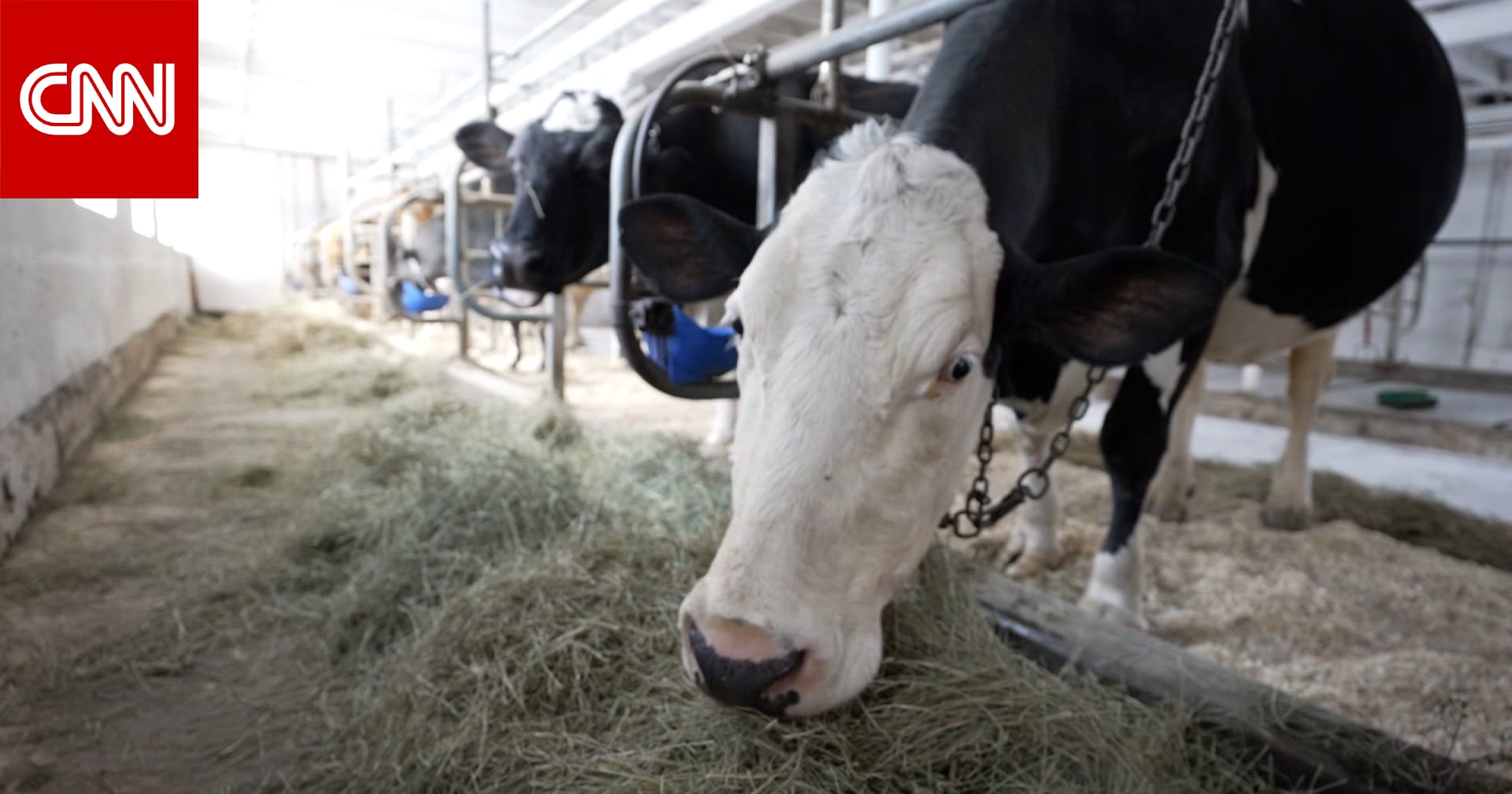 بكتيريا الإشريكية القولونية..ما علاقتها بالجبن غير المبستر؟