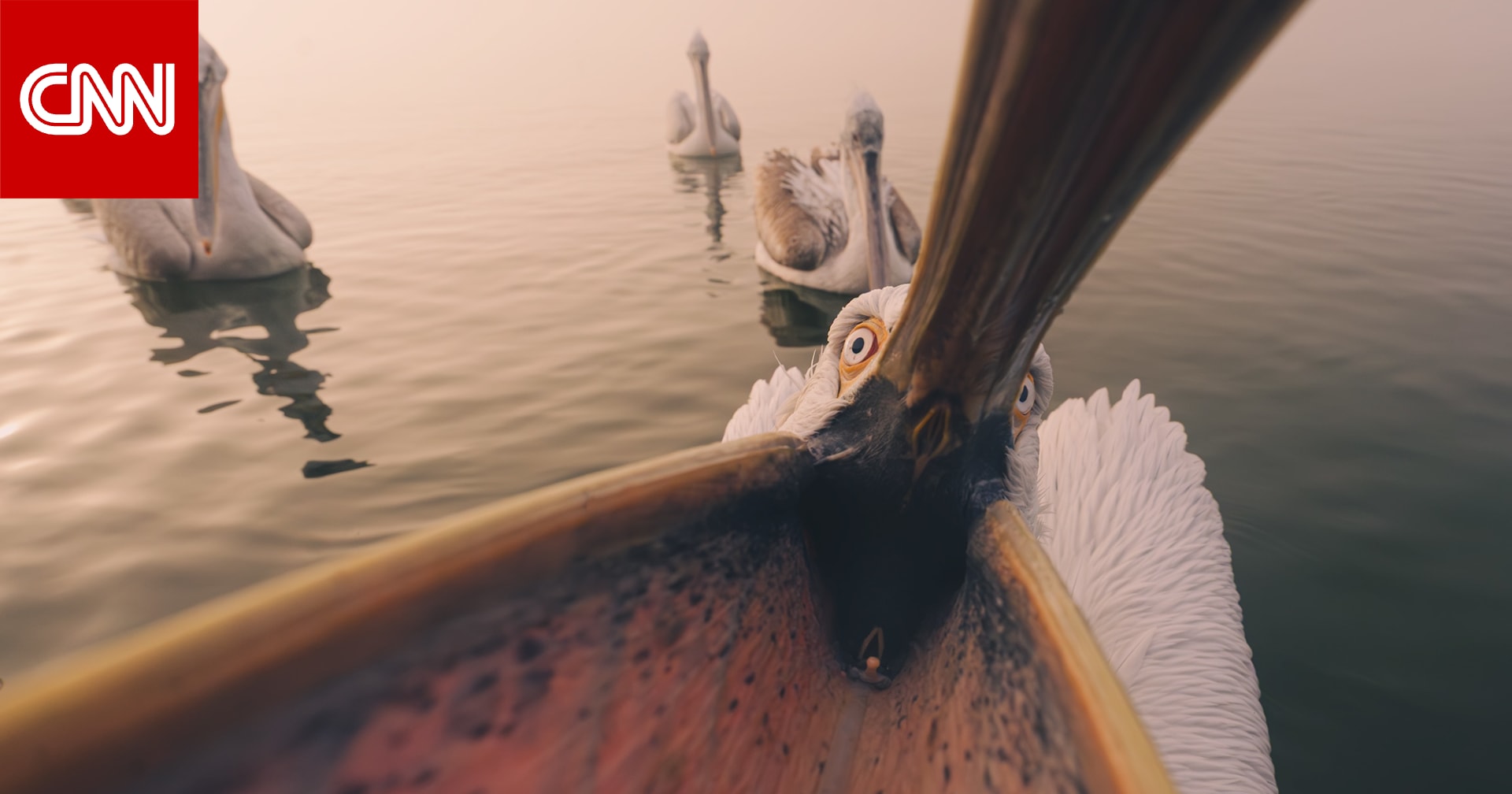 بجعة فضولية تفاجئ مصورا يونانيًا..هكذا بدت بصورة طريفة التقطها 