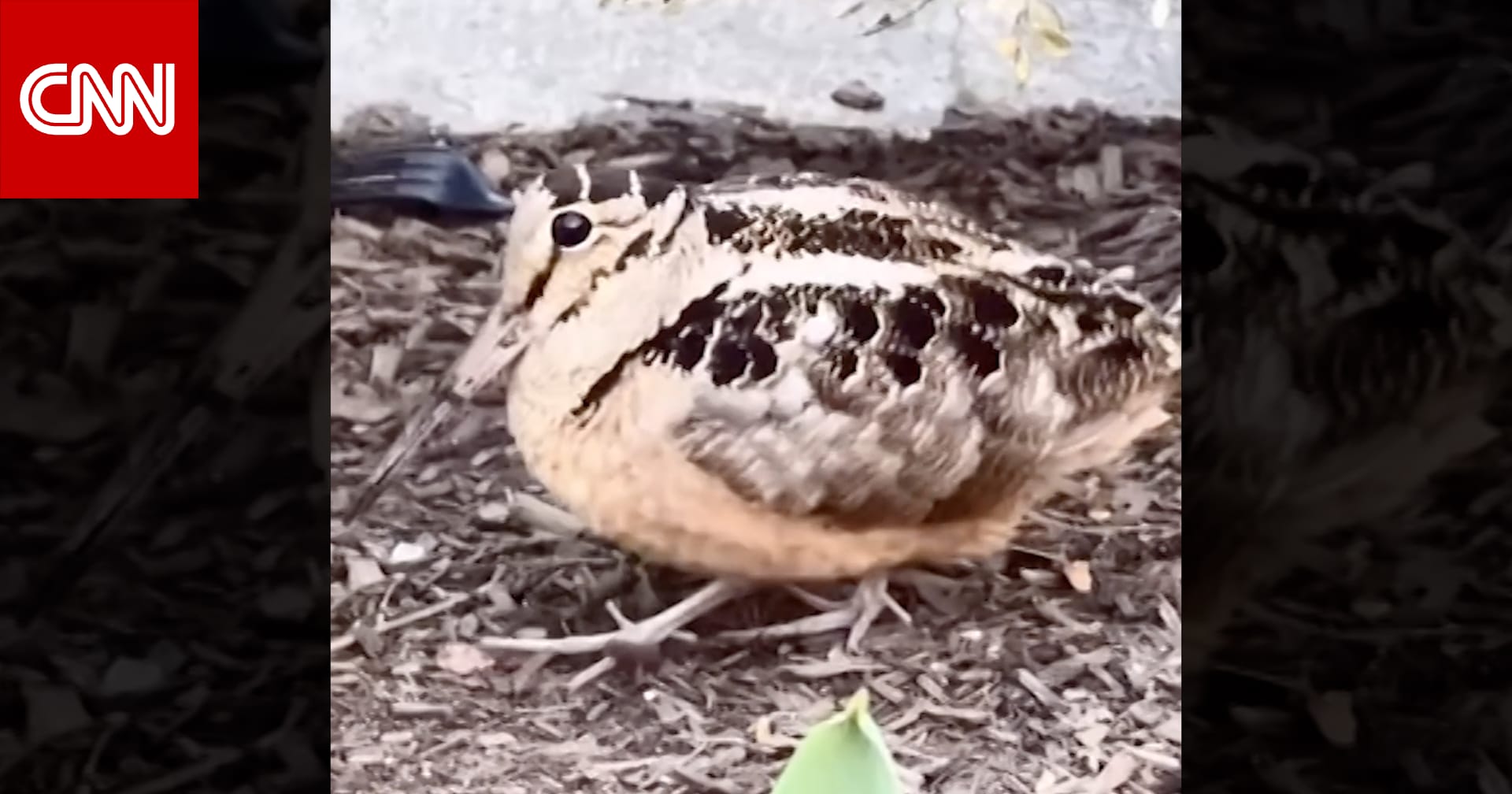 تَبَخْتُر ورقصة فريدة.. الشنقب الأمريكي يخطف الأنظار في نيويورك