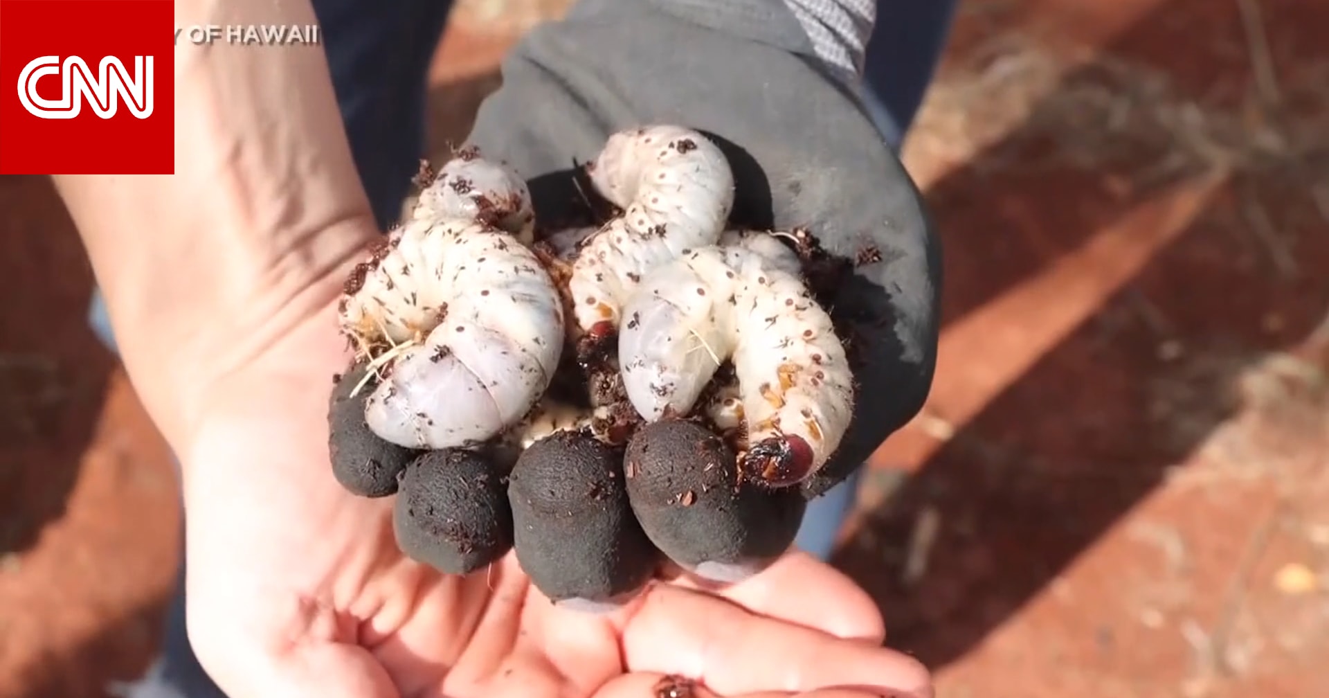 أصابها الرعب.. امرأة تكتشف مخلوقًا غريبًا داخل أكياس تربة في هاواي