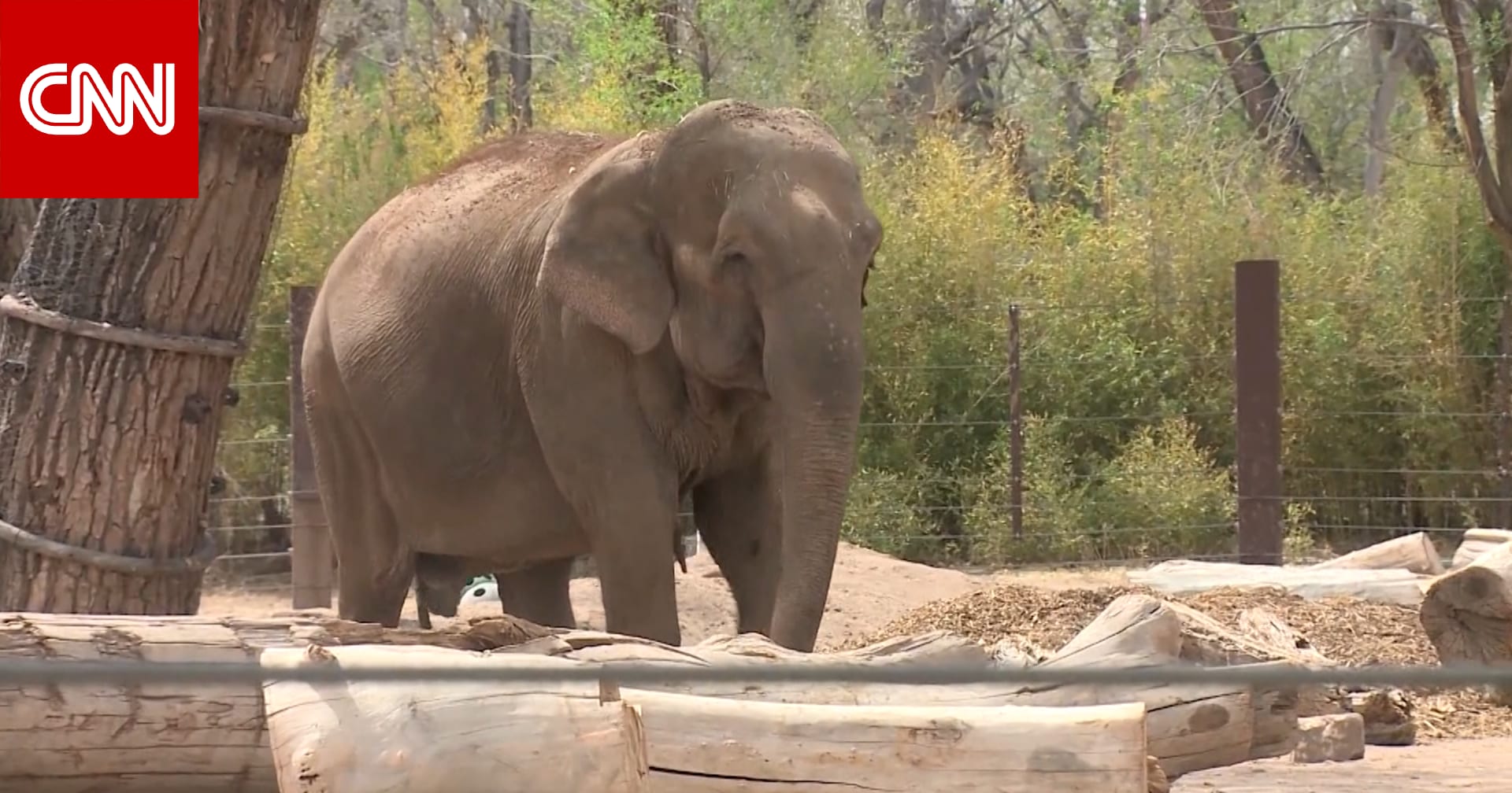 شاهد.. أنثى فيل تهرب من حظيرتها وتتنزّه بحرية داخل حديقة الحيوانات في ألبوكيركي بولاية نيو مكسيكو الأمريكية