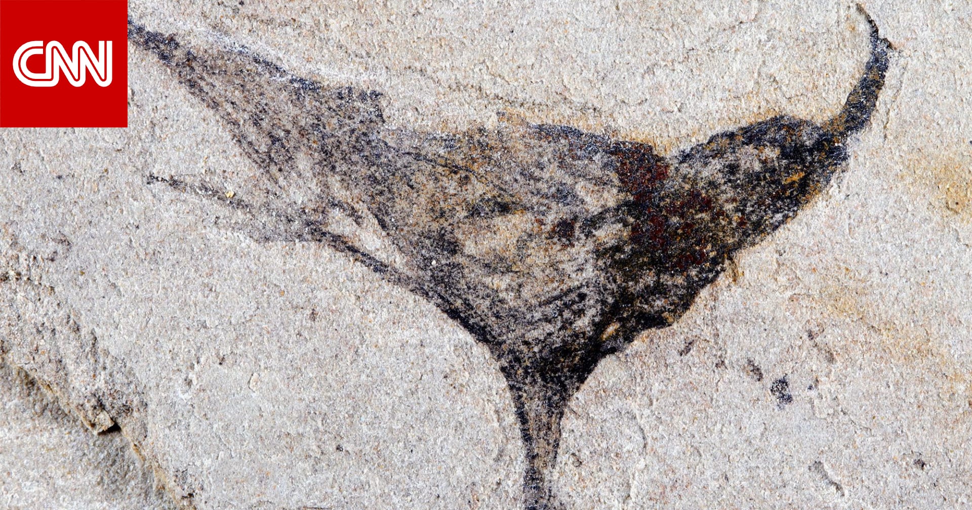 حفريات في الصين تكشف عن تنوع الحياة الحيوانية قبل ملايين السنين 