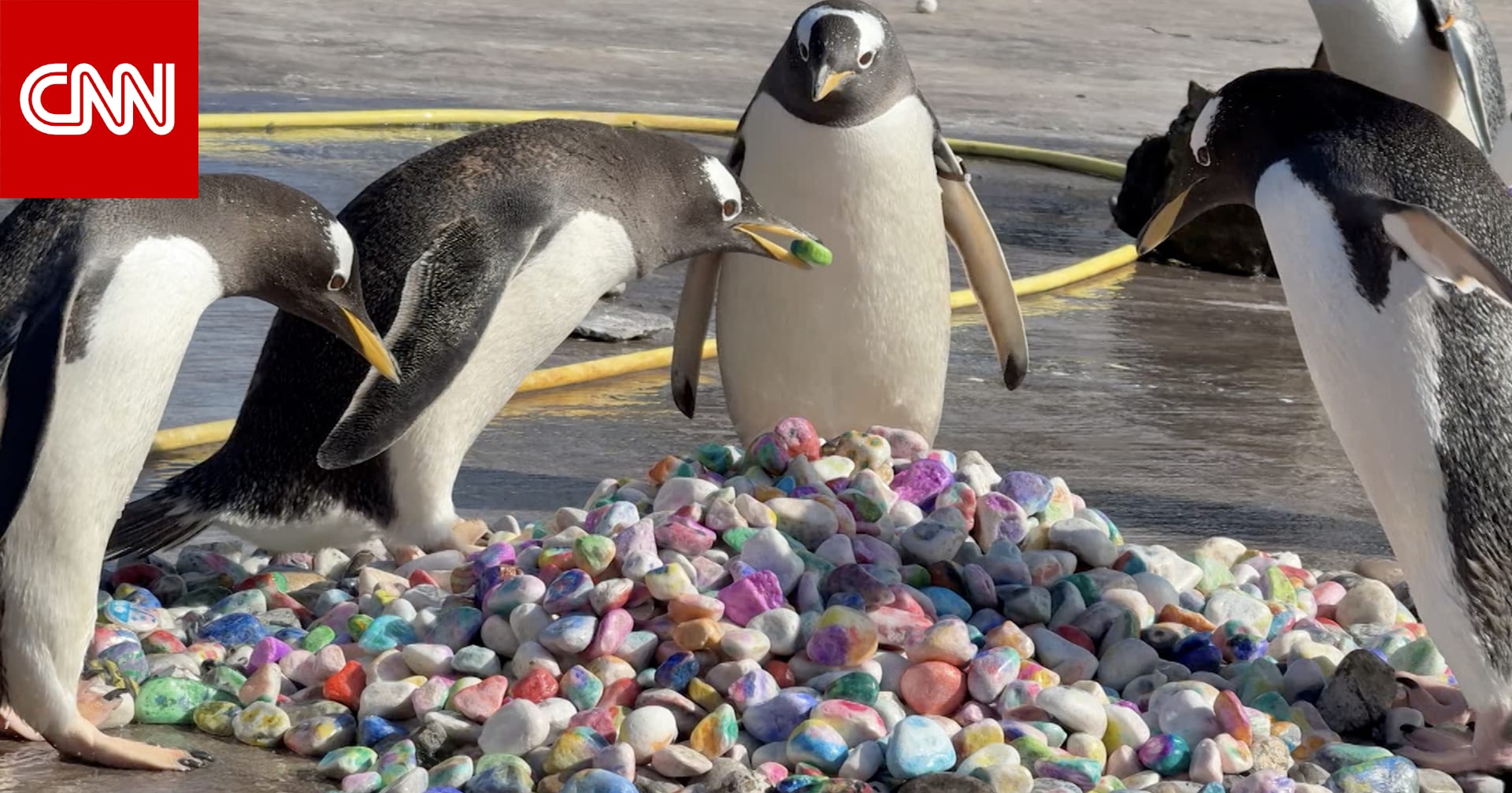 حتى تُبهر شركائها.. طيور البطريق تنتقي حصى مزخرفة لبناء أعشاشها