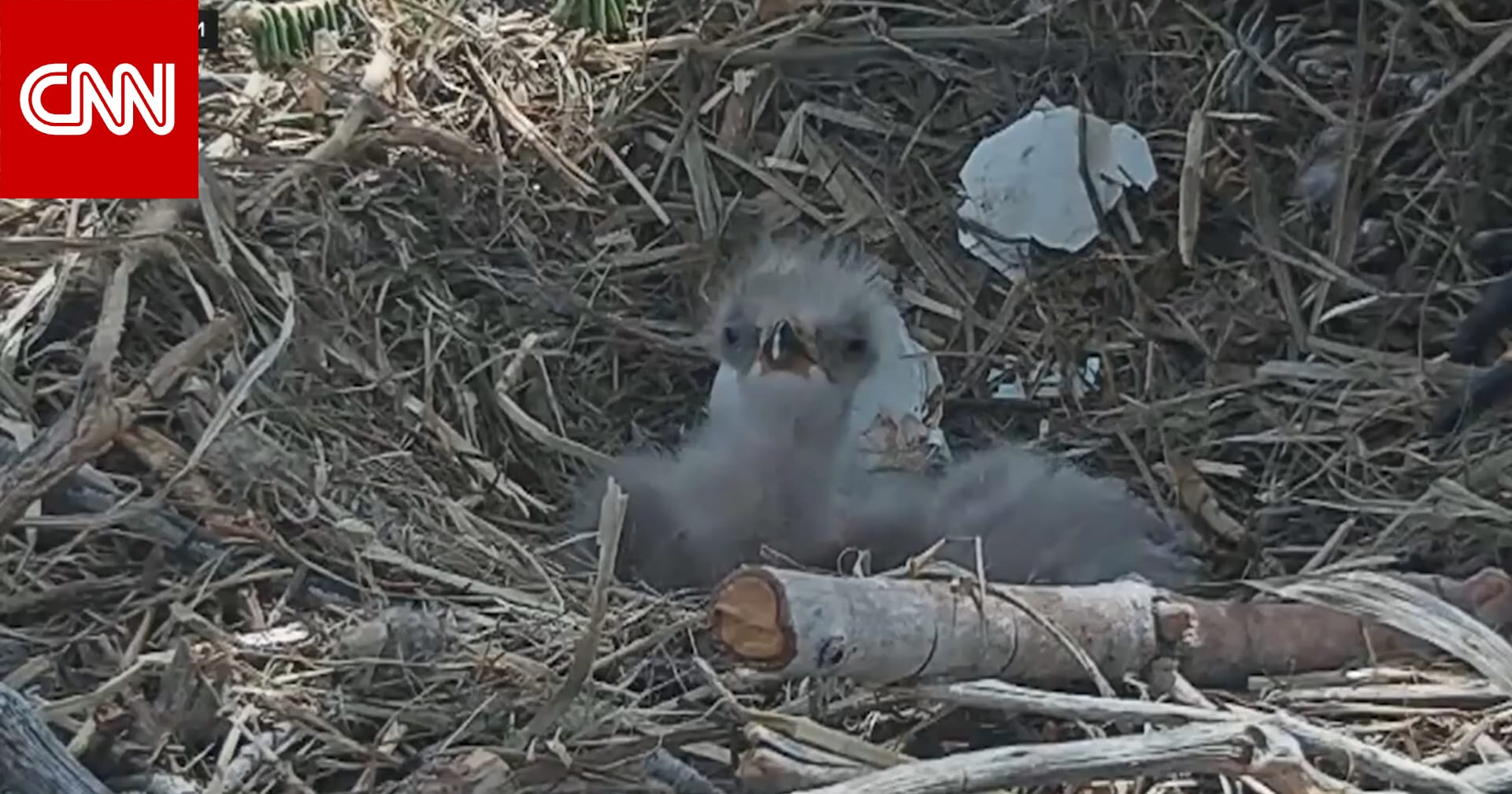 في عيد الفصح.. كاميرا توثق لحظة فقس بيضة نسر أصلع وخروج فرخ جديد في كاليفورنيا