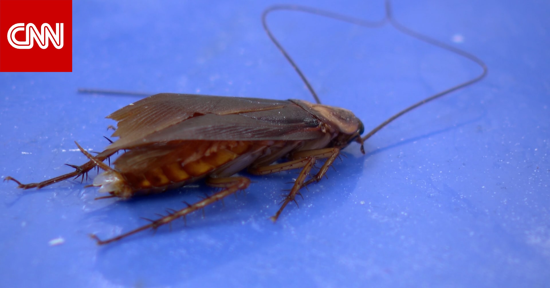 هذه الجامعة تُدرّس علم الأعصاب لطلابها عبر التحكّم في حركة الصراصير باستخدام تيارات كهربائية ضعيفة