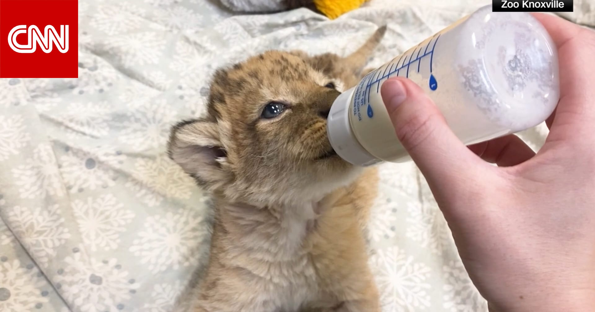 أنثى أسد أفريقي تلد عدة أشبال في حديقة حيوان أمريكية.. ولم ينجُ منها سوى شبل واحد