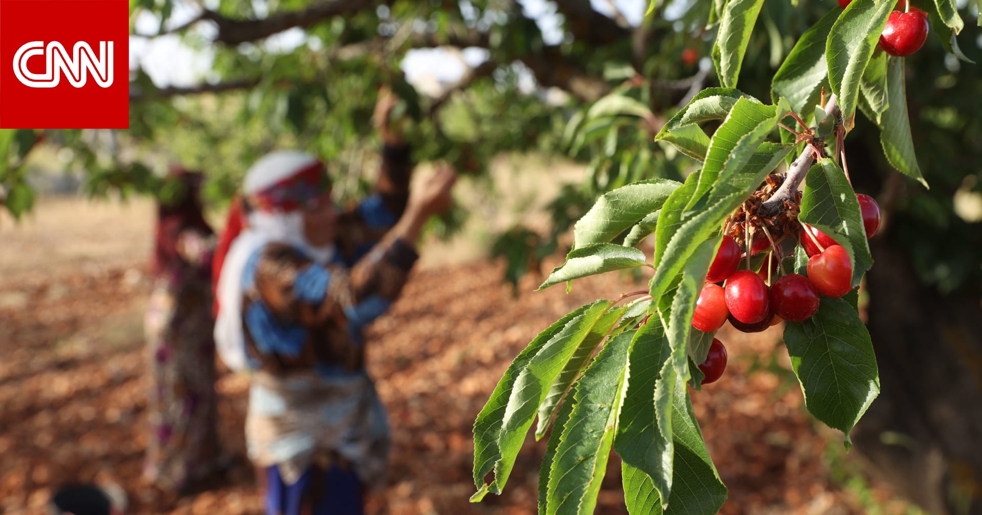 أبرز فوائد الكرز البري..كنز طبيعي مضاد للأكسدة 