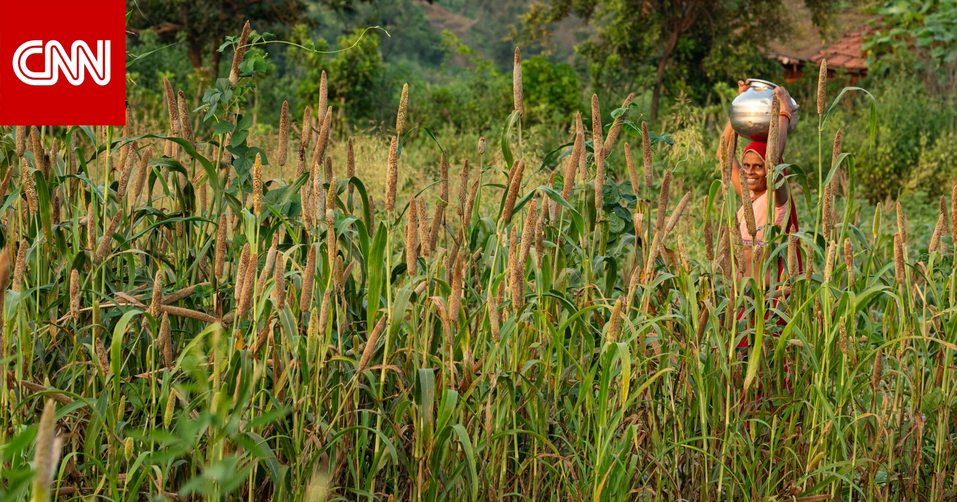 "طعام الفقراء".. ما سرّ حبوب الدخن في الوقاية من الأمراض؟ 