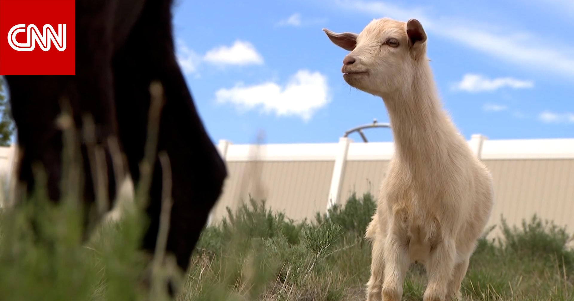 مشهد غير مألوف.. شاهد كيف تعتمد هذه المدينة على حيوانات الماعز للعناية بمساحات مفتوحة يصعب الوصول إليها