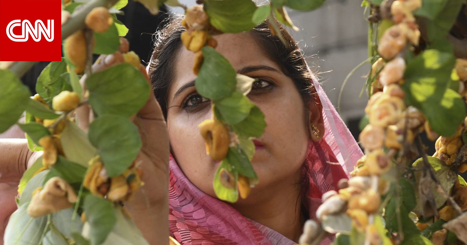 من وصفات الجدّات إلى الصالونات الفاخرة.. السدر الهندي في عالم العناية بالجمال