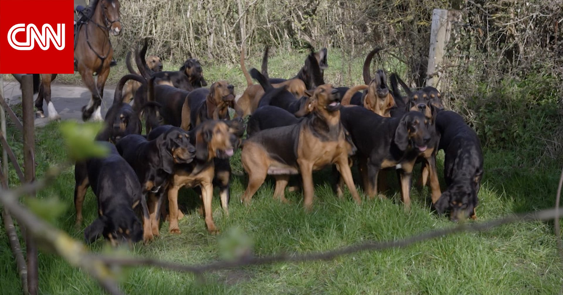 في مطاردة كلاب الصيد هذه.. البشر هم 