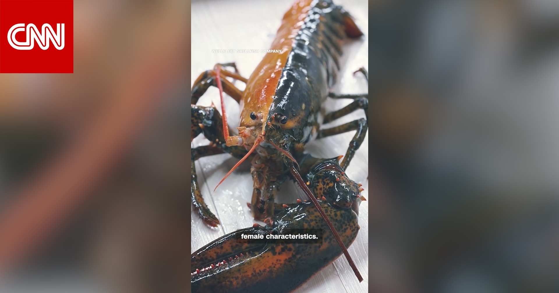 كركند ثنائيّ اللون نادر جدًا بمعدل واحد من كل 50 مليون ينجو من قدر الغلي.. هل رأيت مثله من قبل؟